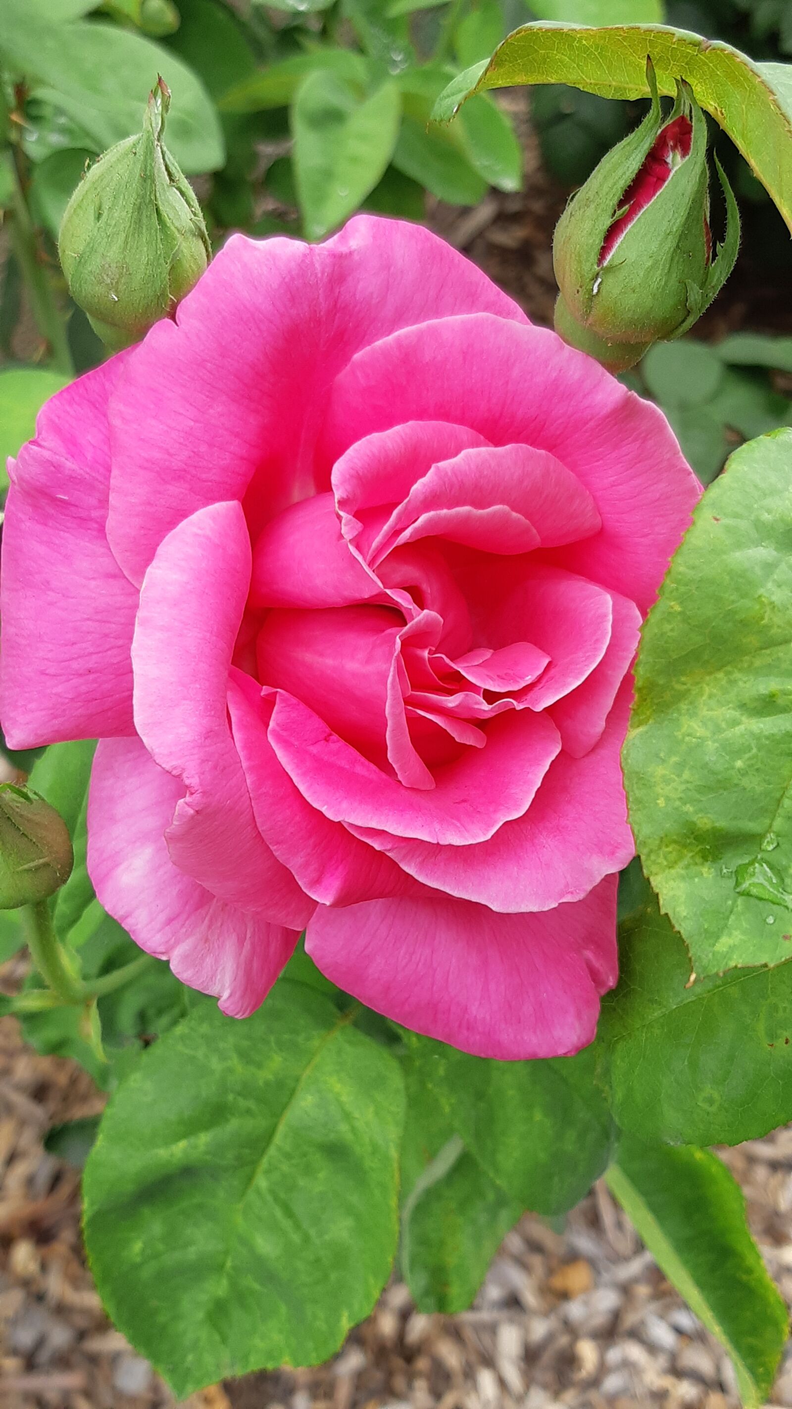 Samsung Galaxy A8(2018) sample photo. Rose, pink roses, love photography