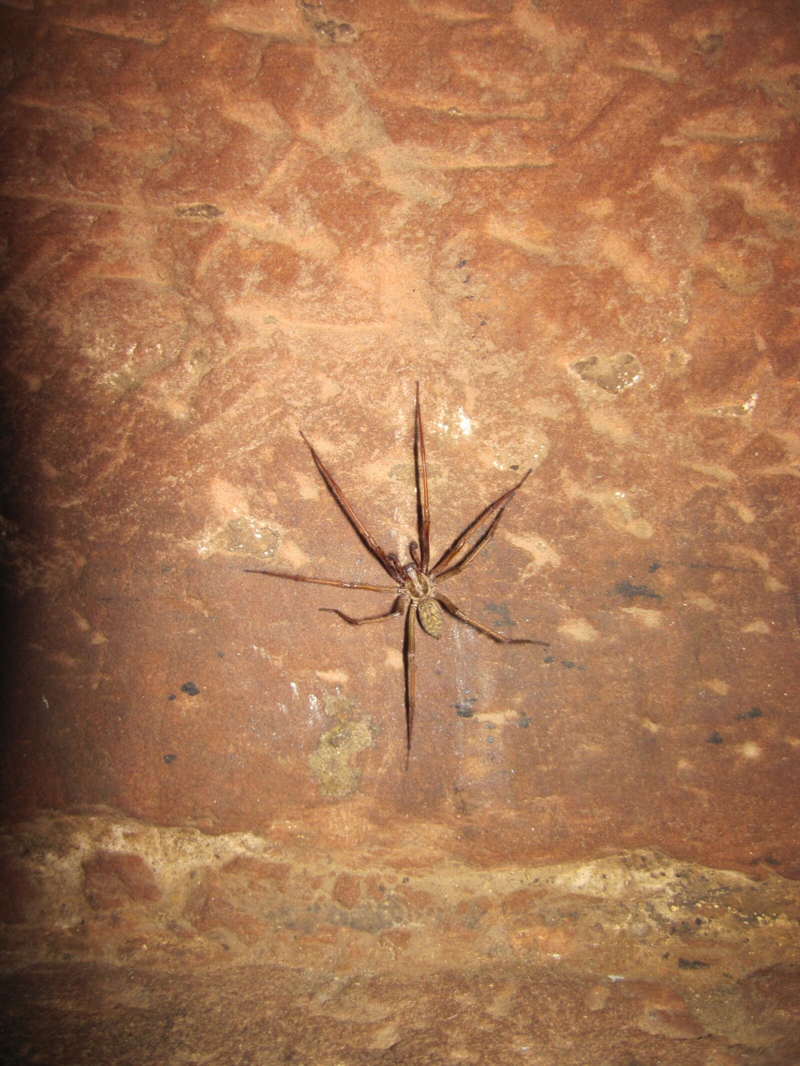 Canon PowerShot D10 sample photo. Wolf spider, brown, spider photography
