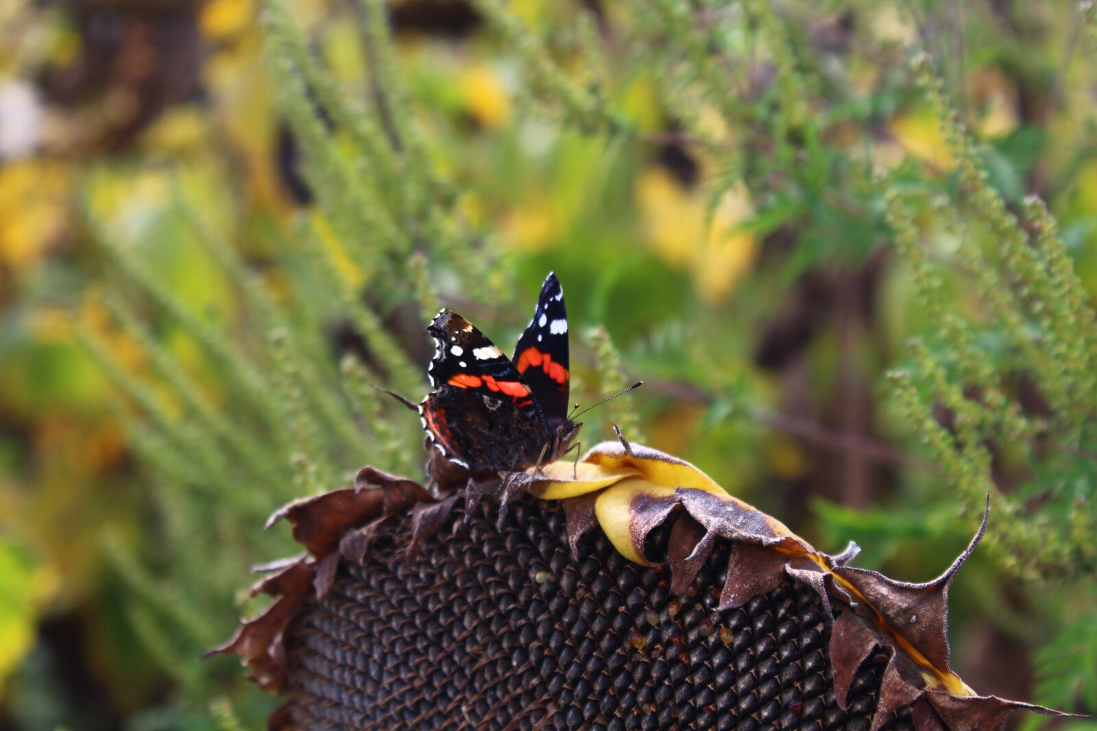 Canon EOS 600D (Rebel EOS T3i / EOS Kiss X5) sample photo. Butterfly, nature, animal photography