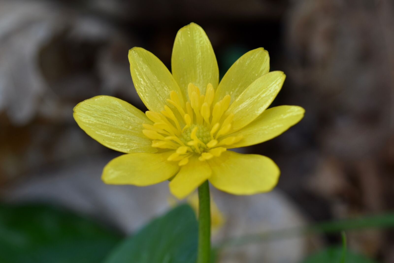 Nikon D5600 sample photo. Flower, fleur des champs photography