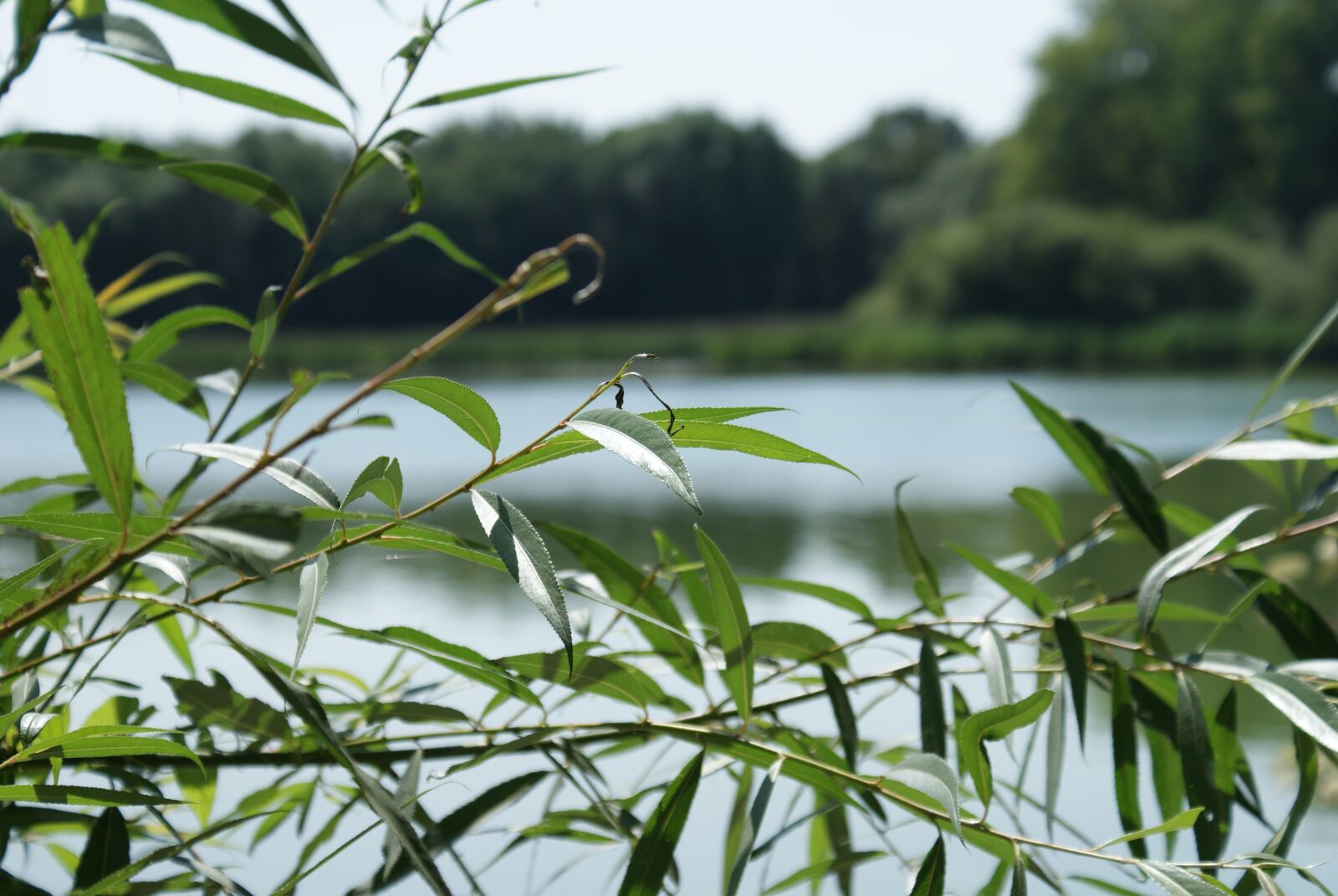 Sony Alpha DSLR-A200 sample photo. Lake, branches, water photography