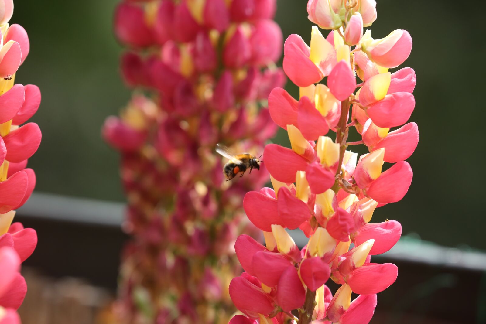 Canon EOS 5D Mark III sample photo. Animal, hummel, insect photography