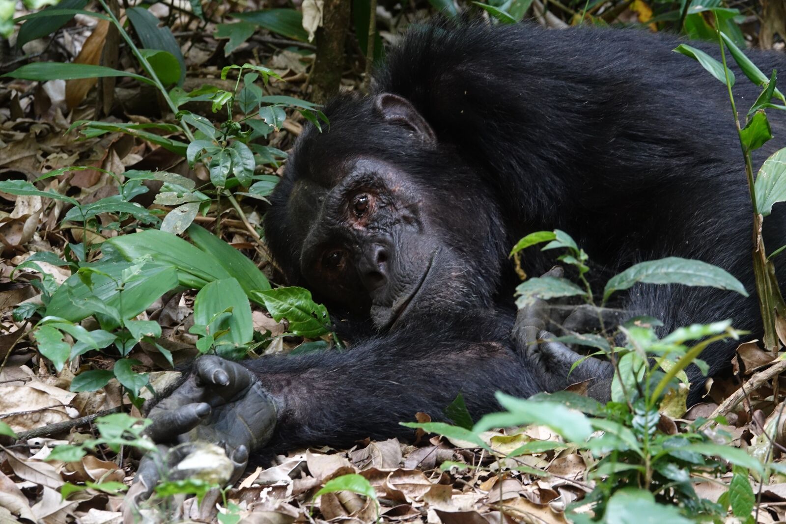 Sony Cyber-shot DSC-RX10 III sample photo. Mammal, wildlife, ape photography