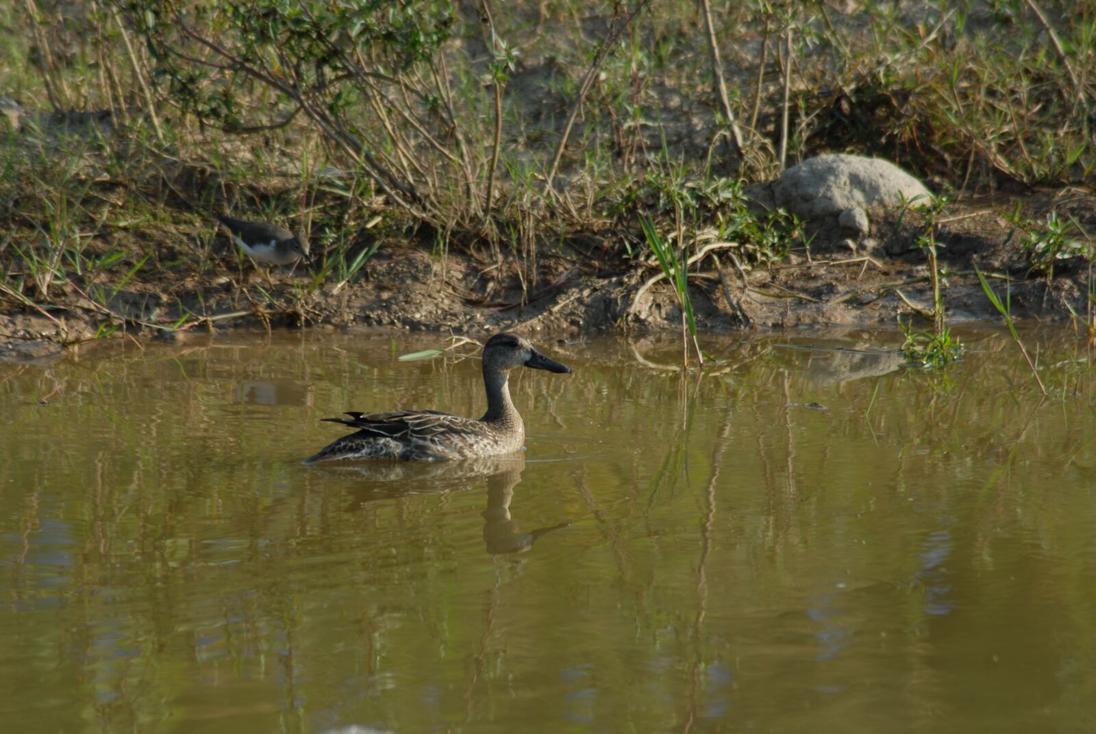 Nikon D200 sample photo. Ducks, ave, waterfowl photography