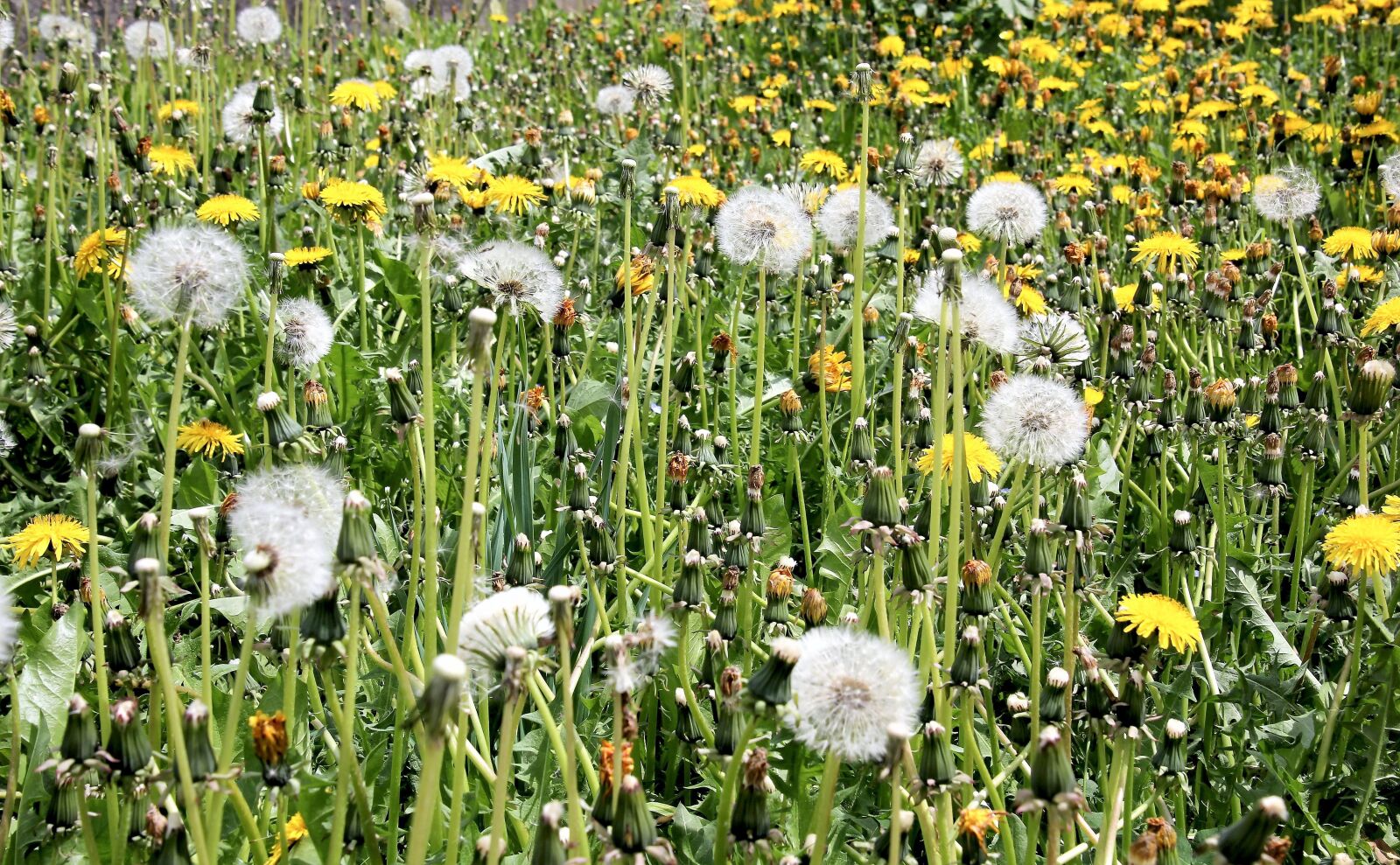Canon EOS 60D sample photo. Dandelion, flower meadow, meadow photography