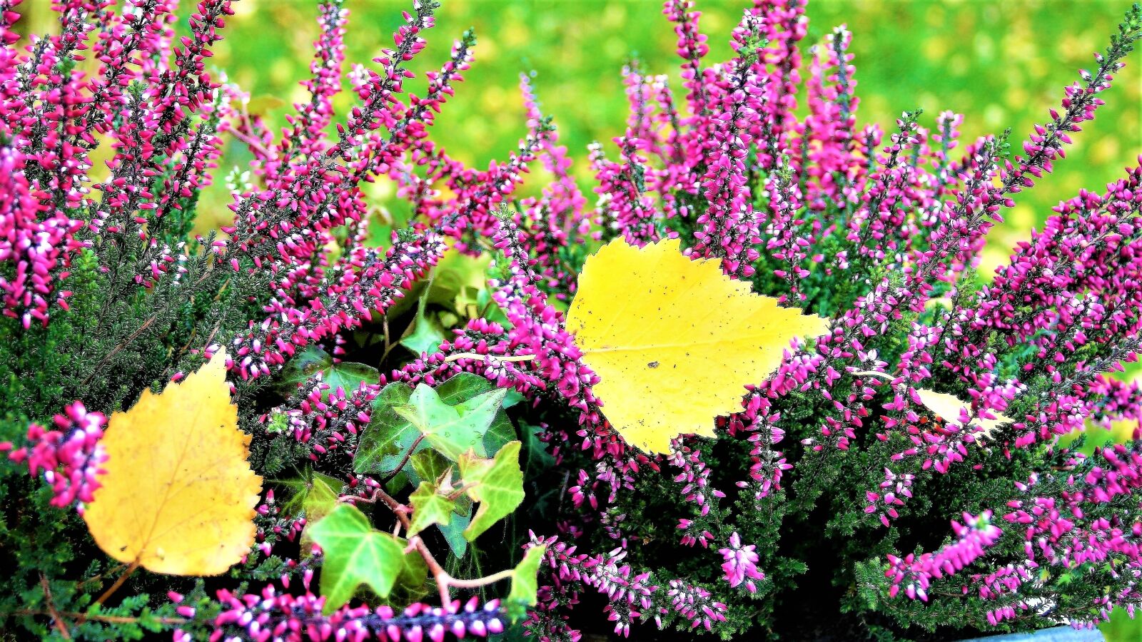 Canon EOS 400D (EOS Digital Rebel XTi / EOS Kiss Digital X) sample photo. Heathers, violet, autumn photography