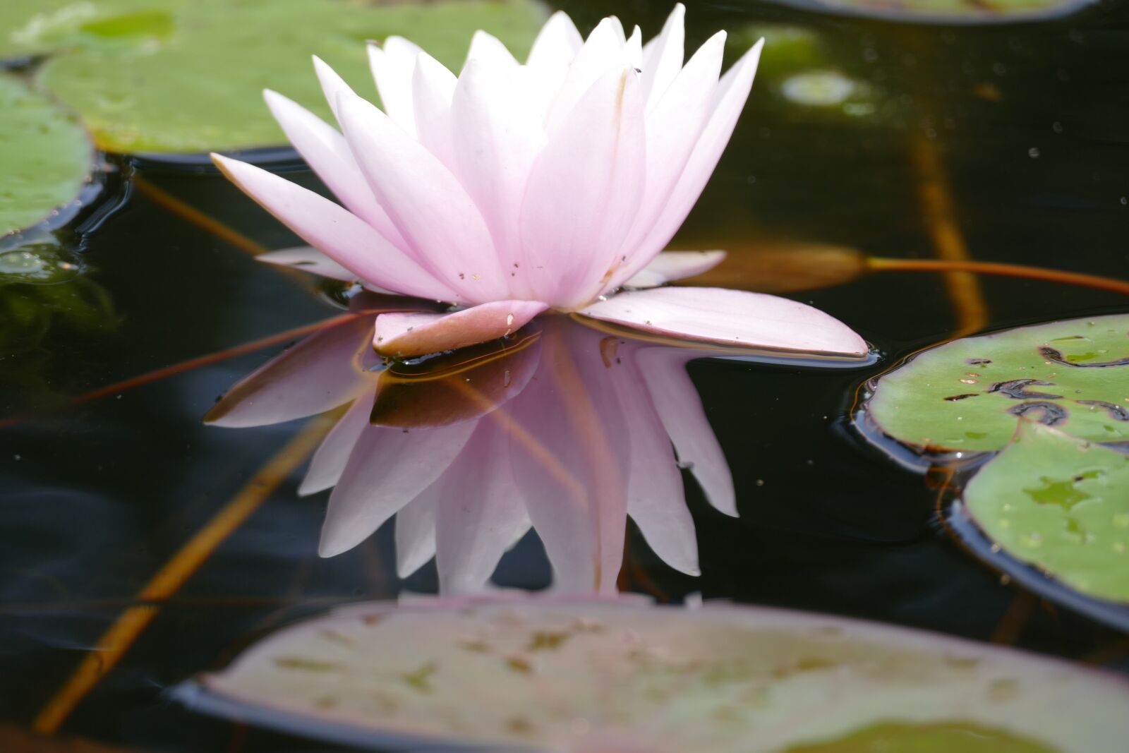 Panasonic Lumix DMC-FZ1000 sample photo. Water lily, water reflection photography