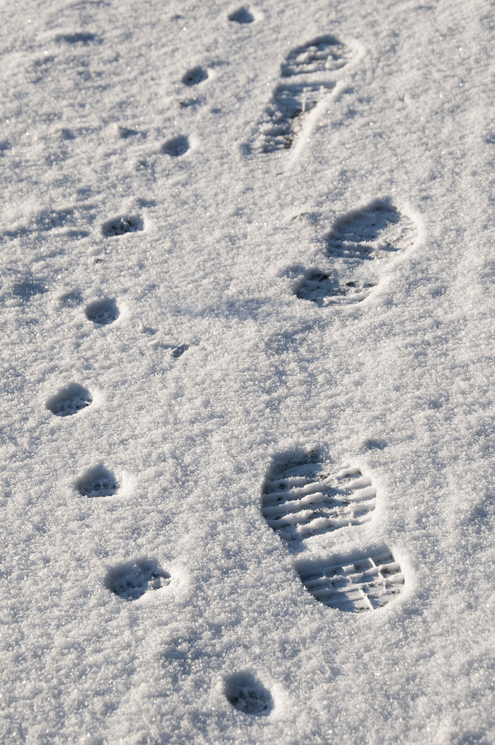 Nikon D300 sample photo. Footprint, snow, impression photography