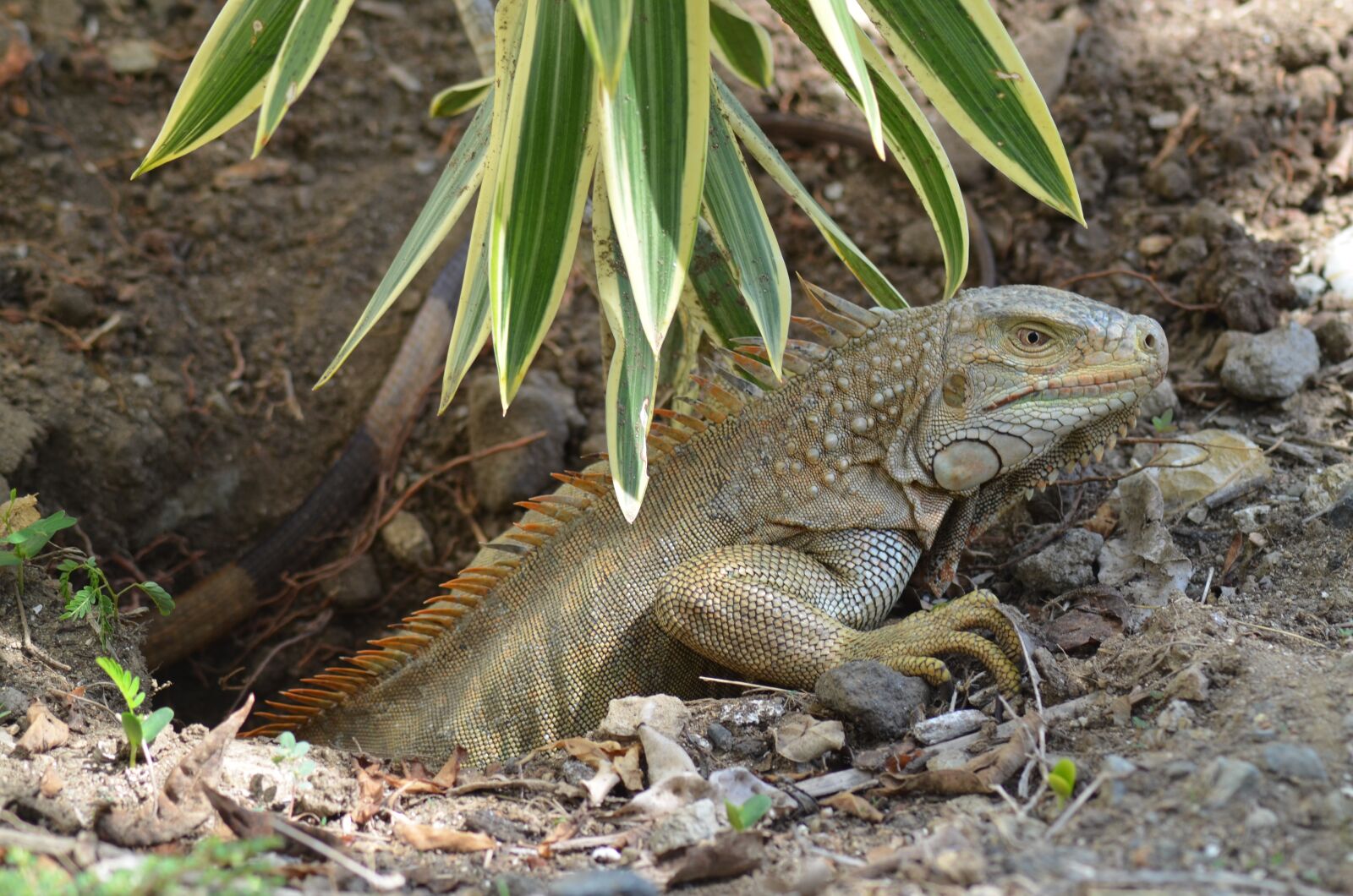 Nikon D5100 sample photo. Iguana, ponte, eggs photography