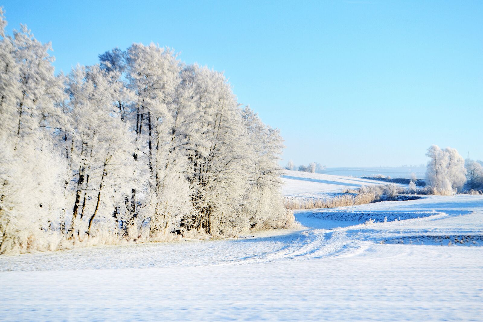 Nikon D3100 sample photo. Winter, road, trees photography