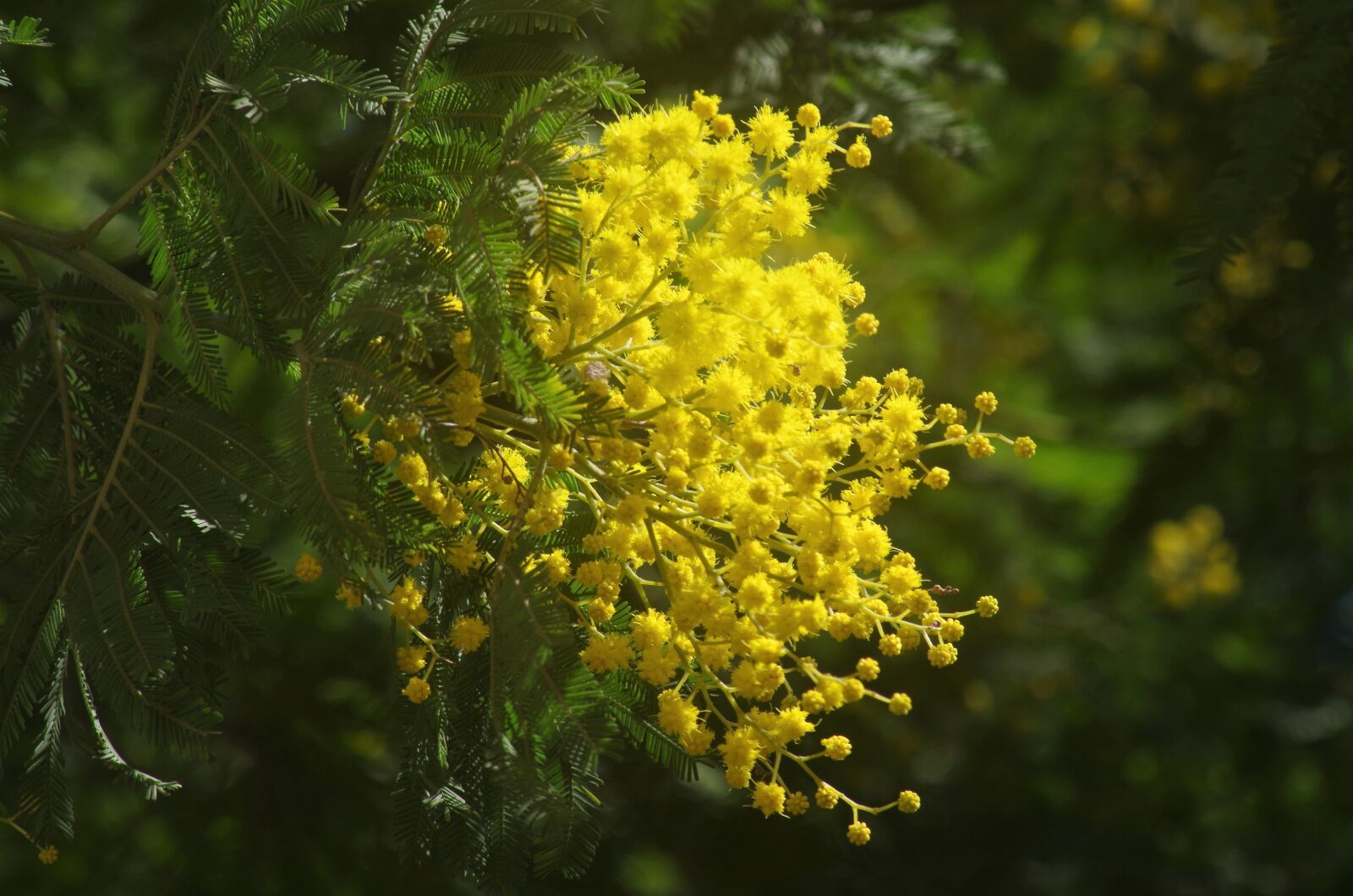 Pentax K-50 sample photo. Mimosa, spring, bloom photography
