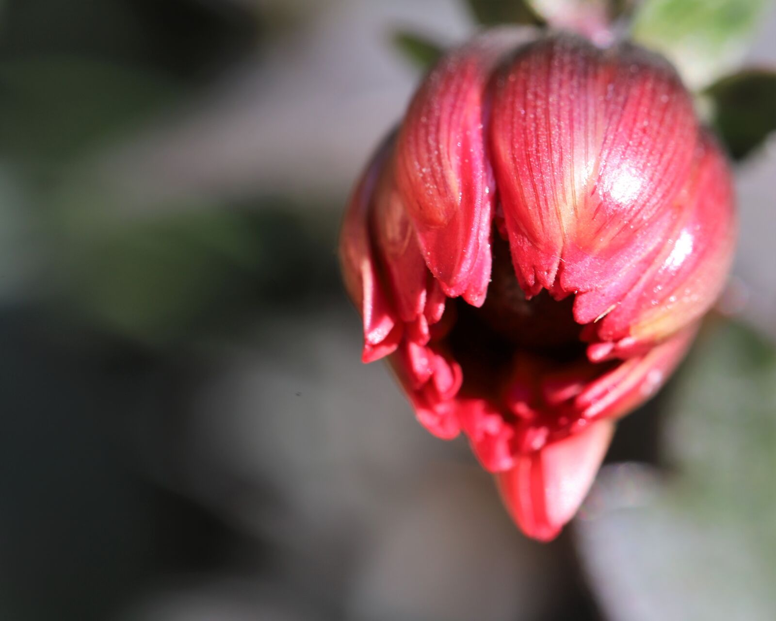 Canon EOS 6D Mark II sample photo. Flower, red, bloom photography