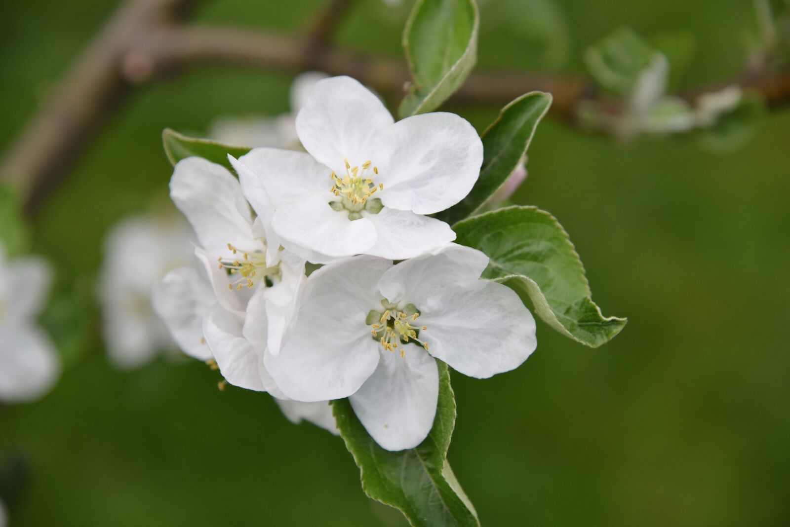 Nikon D750 sample photo. Apple tree, apple blossom photography