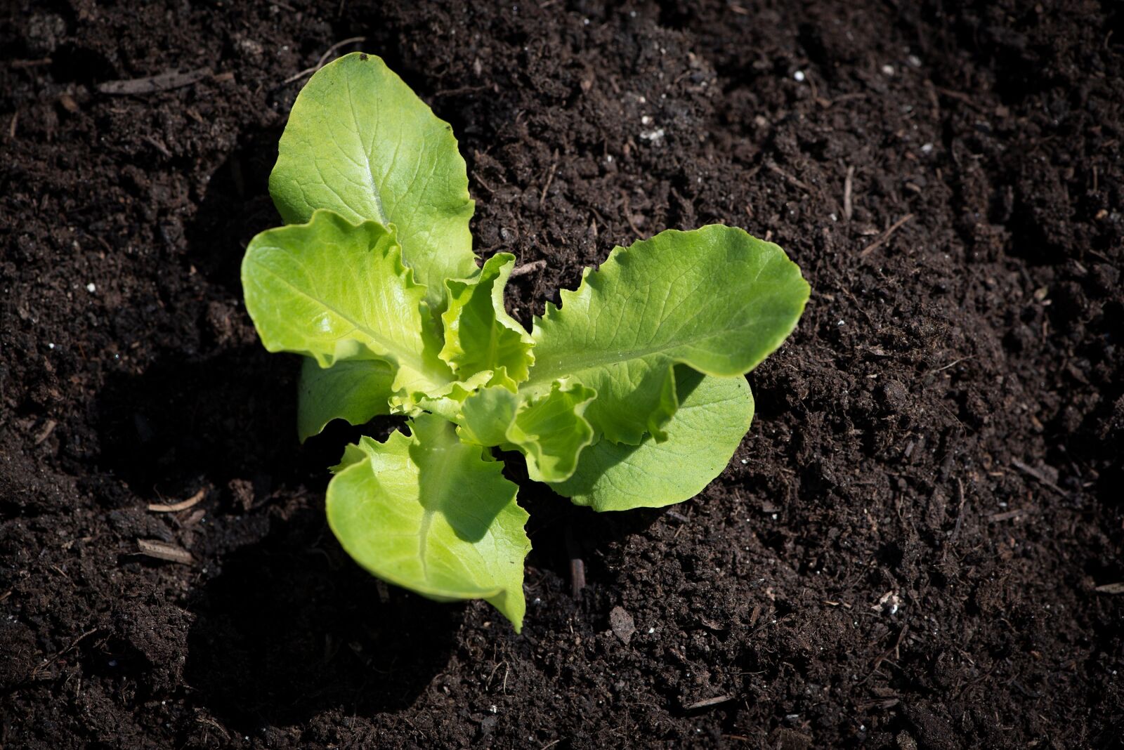 Nikon D750 sample photo. Lettuce seedling, salad, seedling photography