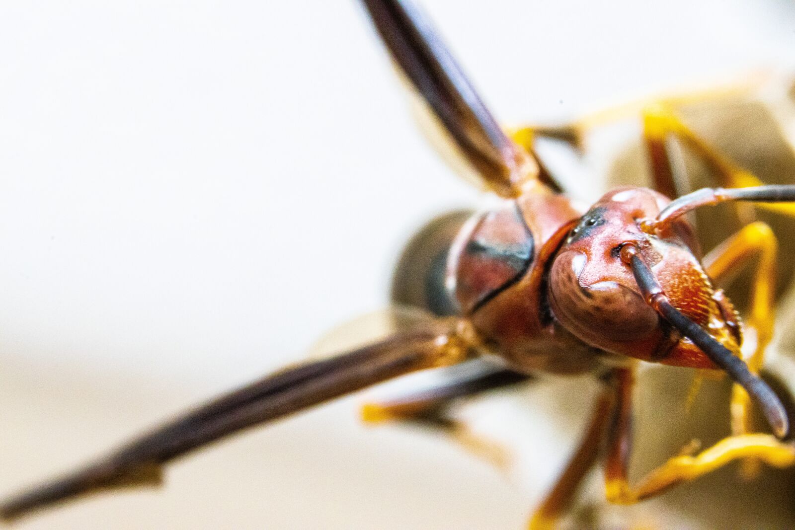 Canon EOS 90D sample photo. Wasp, bug, insect photography