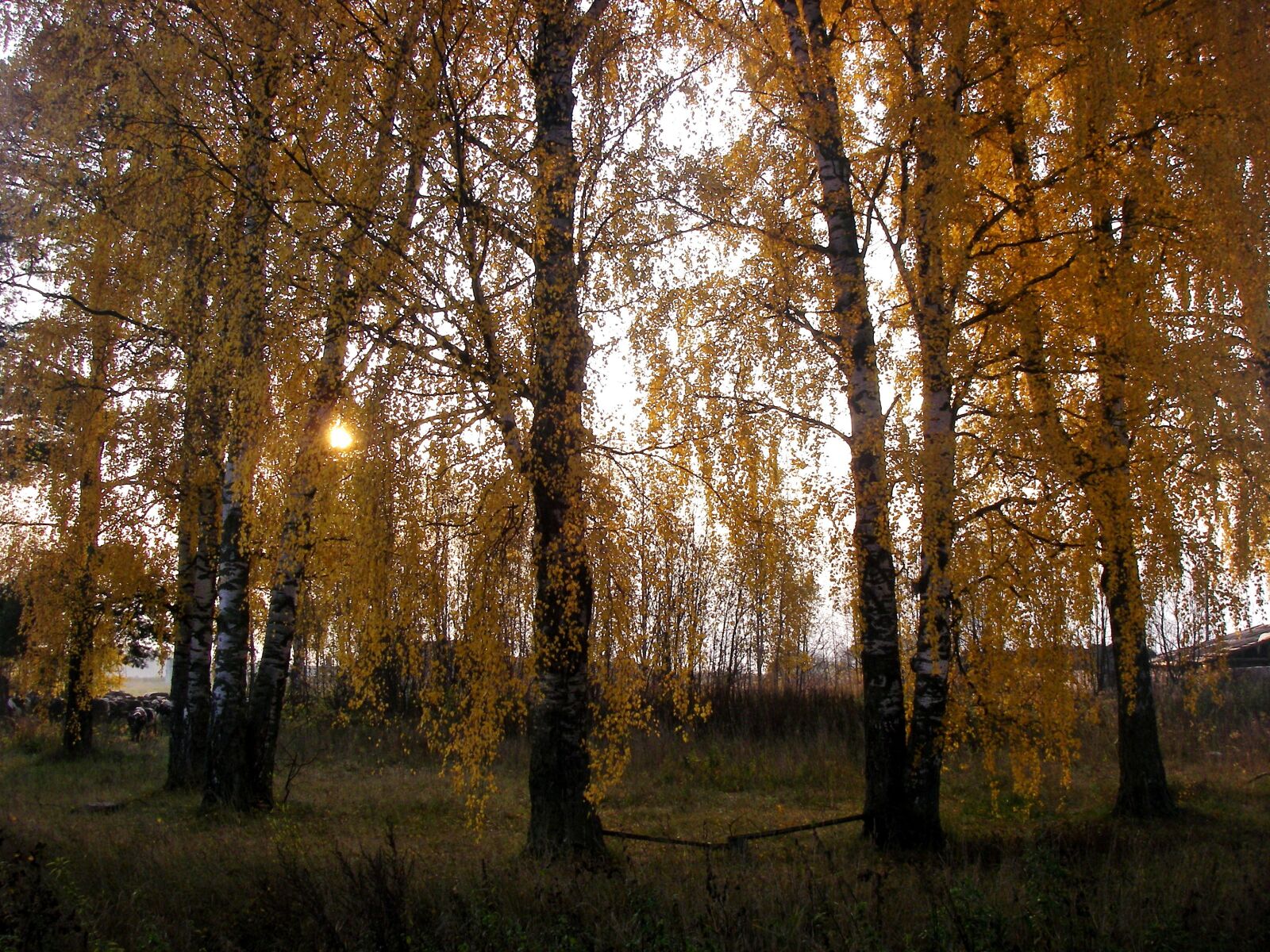 Pentax OPTIO W20 sample photo. Forest, dawn, autumn photography
