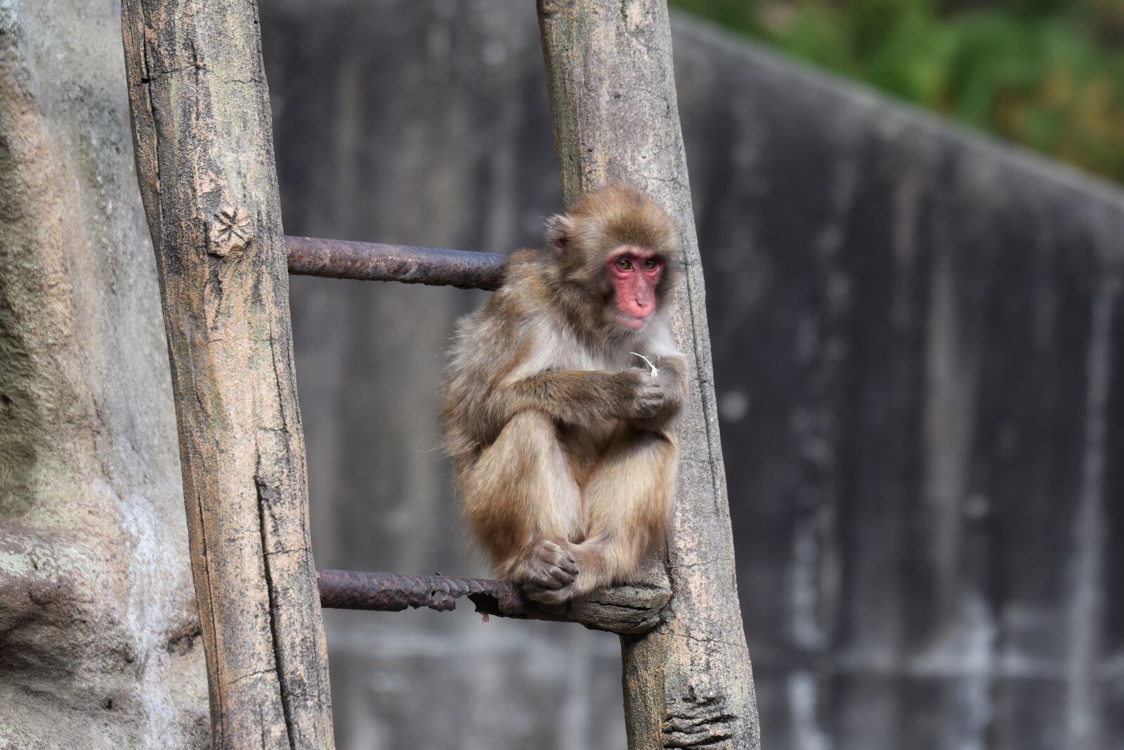 Nikon D7200 sample photo. Animal, monkey, baby japanese photography