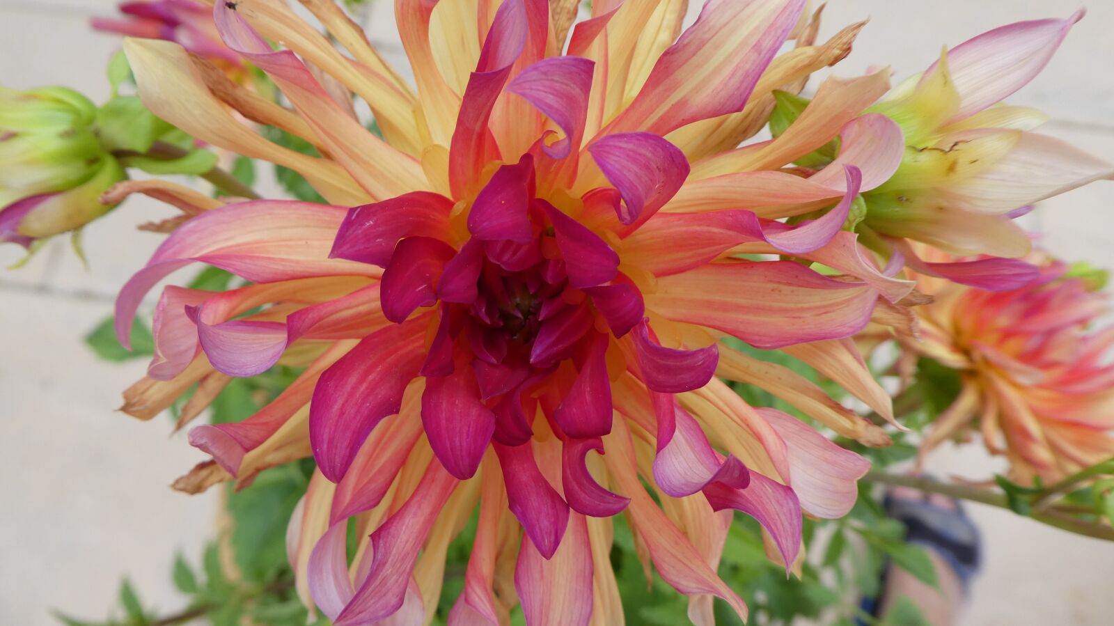 Panasonic DMC-TZ81 sample photo. Dahlia, soft pink, rays photography