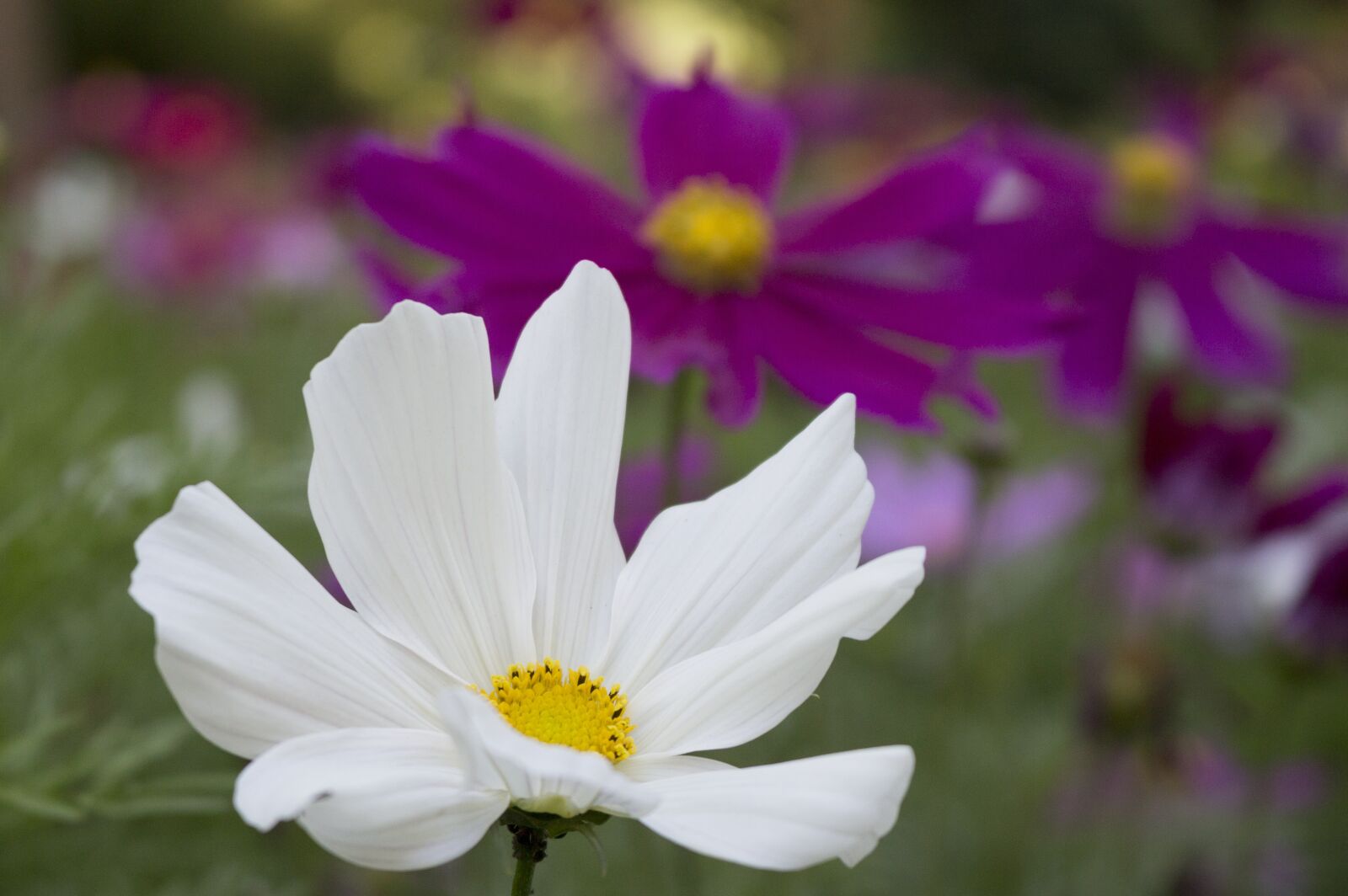 Canon EOS 700D (EOS Rebel T5i / EOS Kiss X7i) sample photo. Flower, white, focused photography
