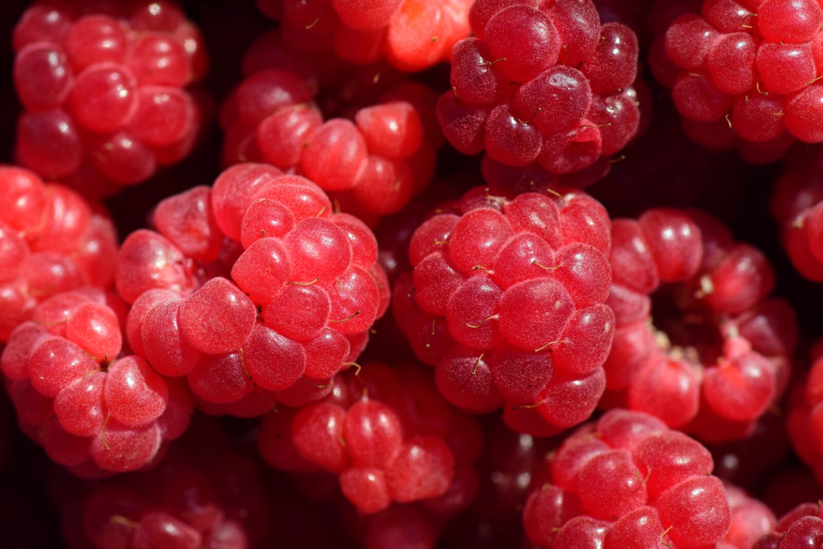 Nikon D3300 sample photo. Raspberries, close up, red photography