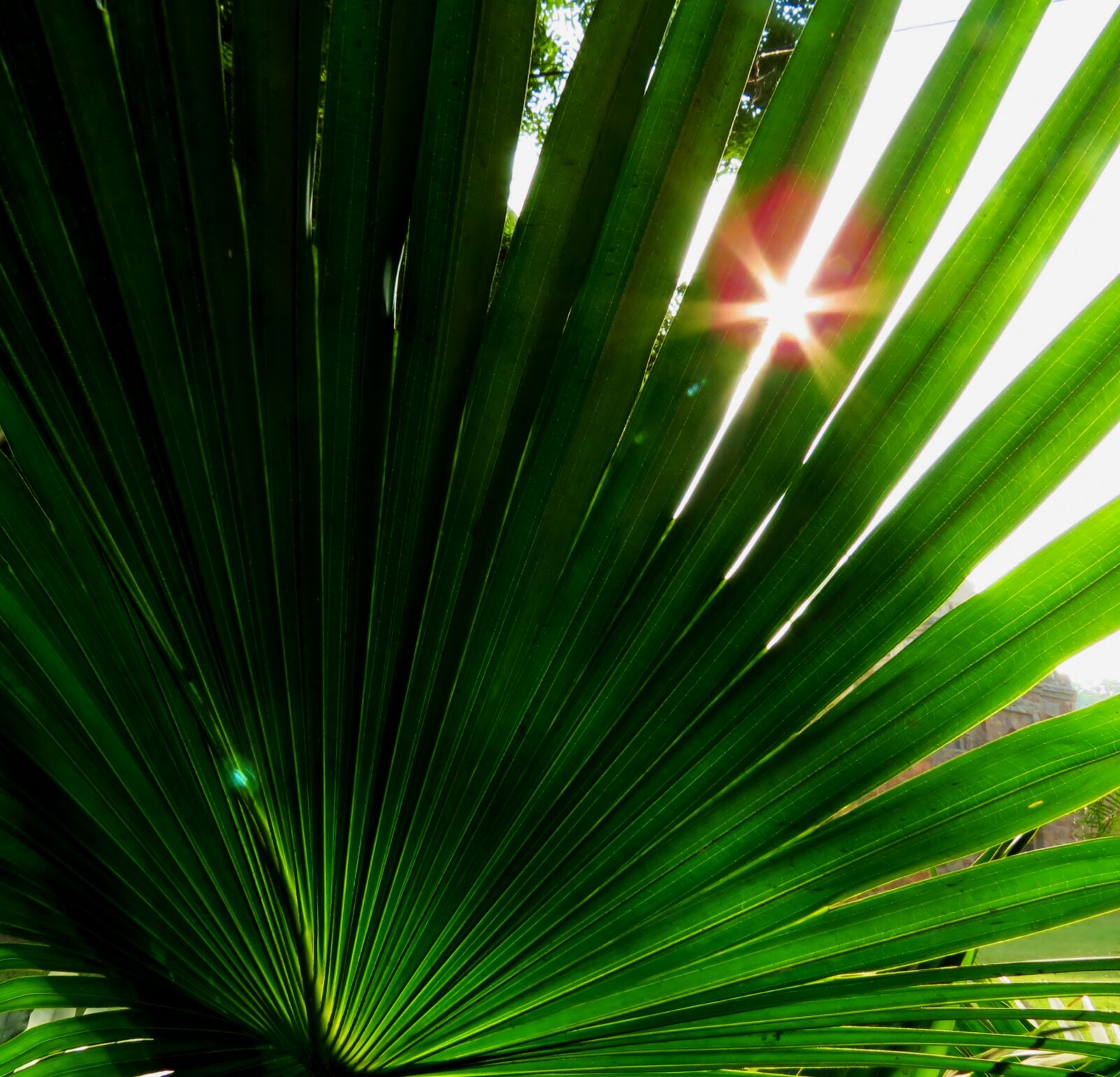 Canon PowerShot SX40 HS sample photo. Sunshine photography
