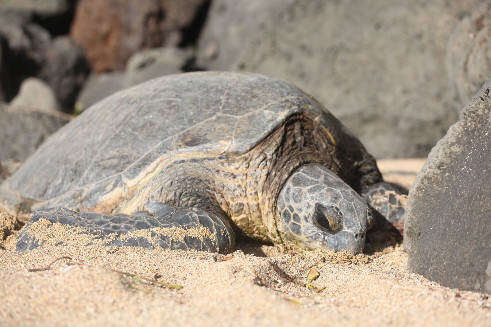 Canon EOS 5D Mark II sample photo. Turtle, beach, sand photography