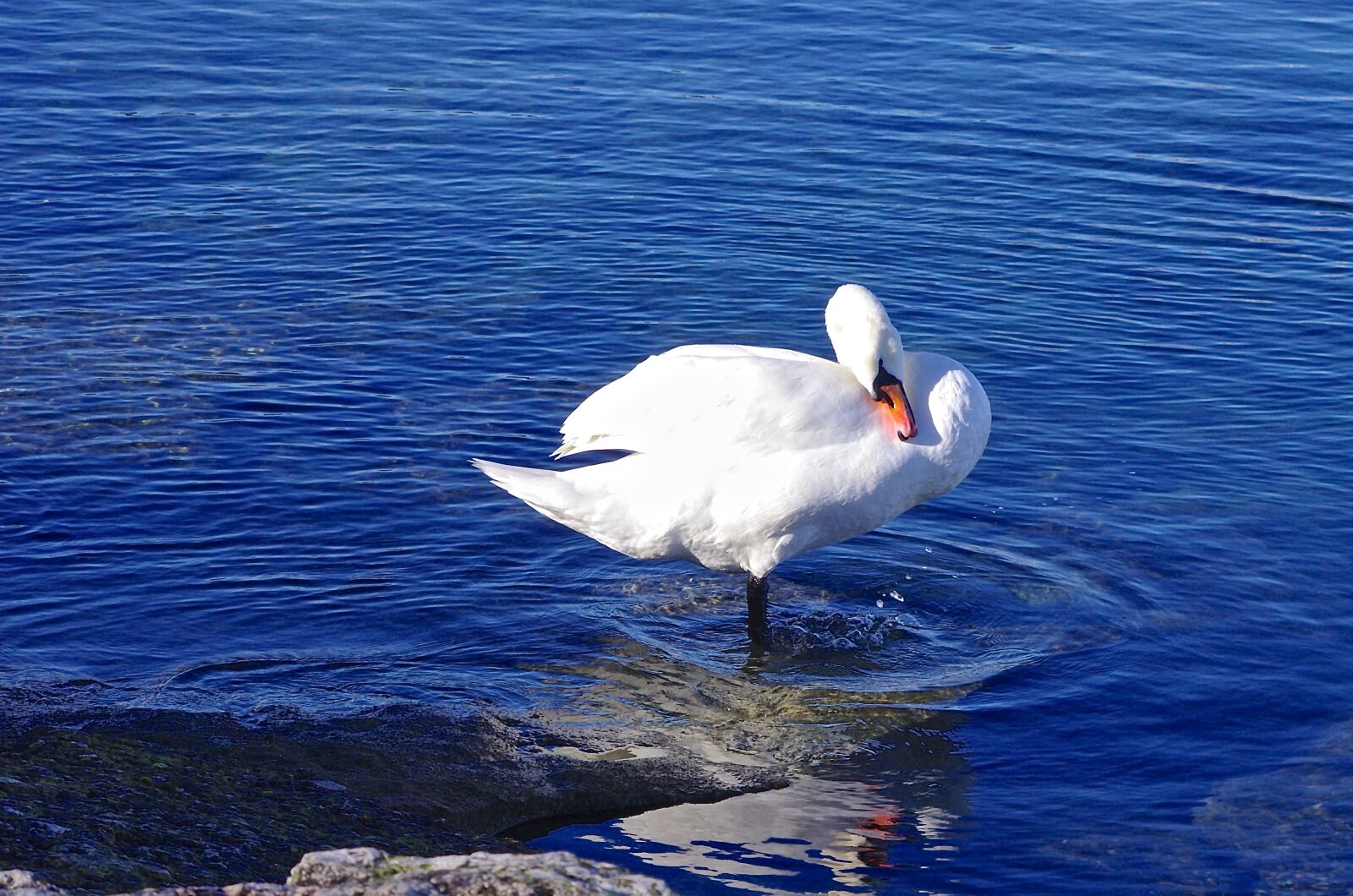 Pentax K-5 sample photo. Bird, swan, nature photography