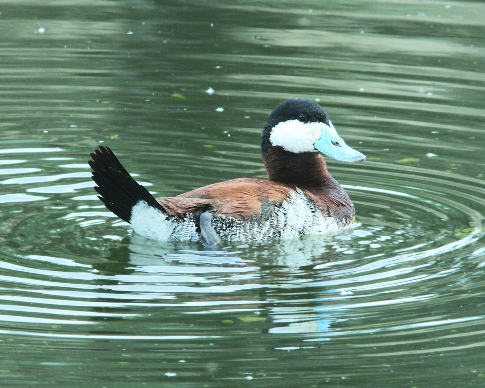 Canon EF 300mm F4L IS USM sample photo