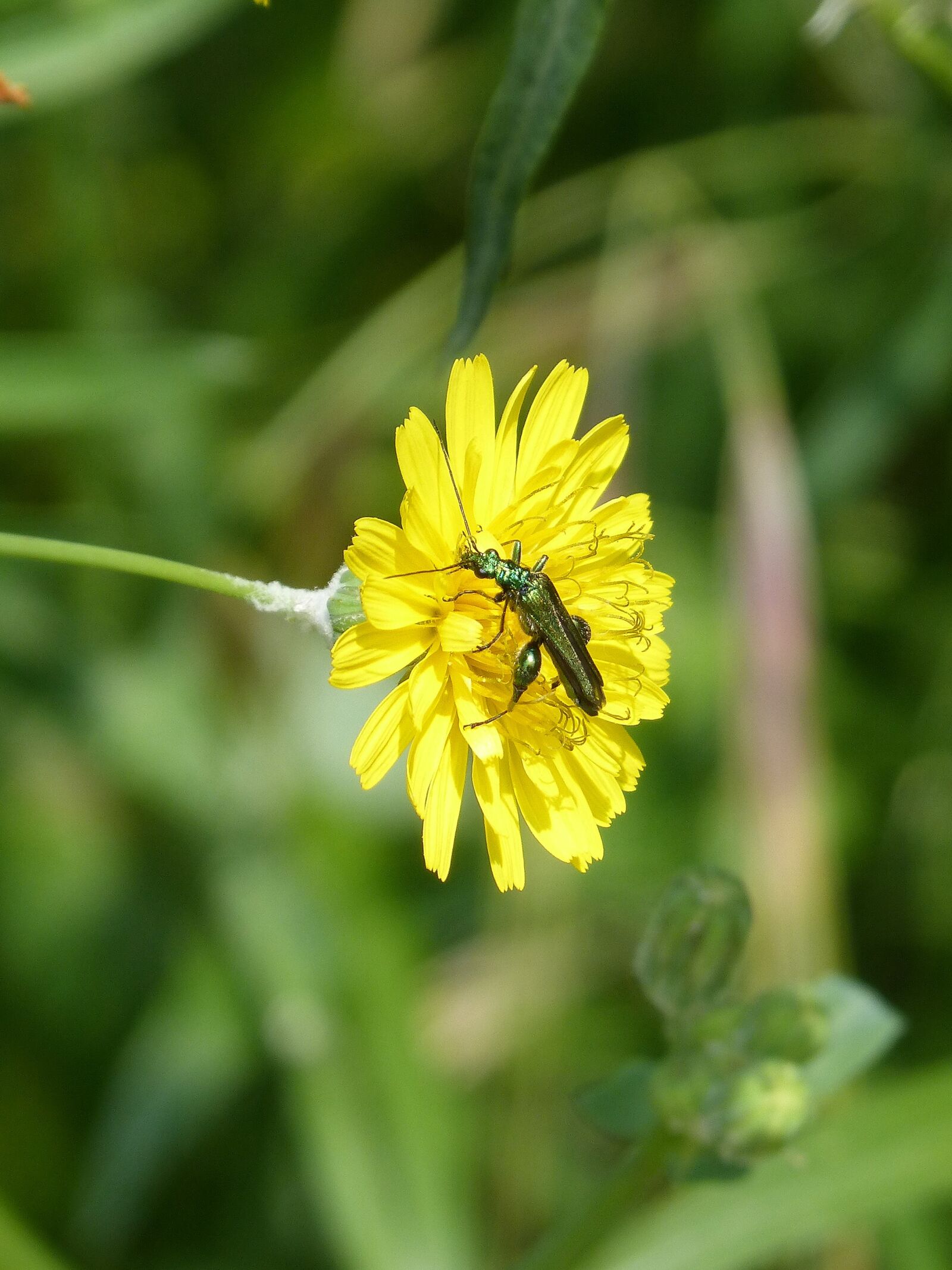 Panasonic DMC-FZ62 sample photo. Green beetle, psilothrix viridicoerulea photography