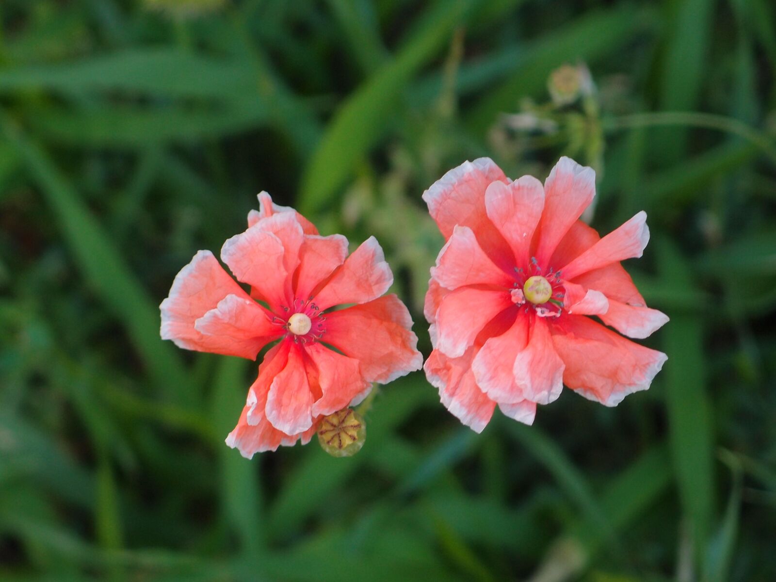 Olympus XZ-1 sample photo. Flowers, maki, red flower photography