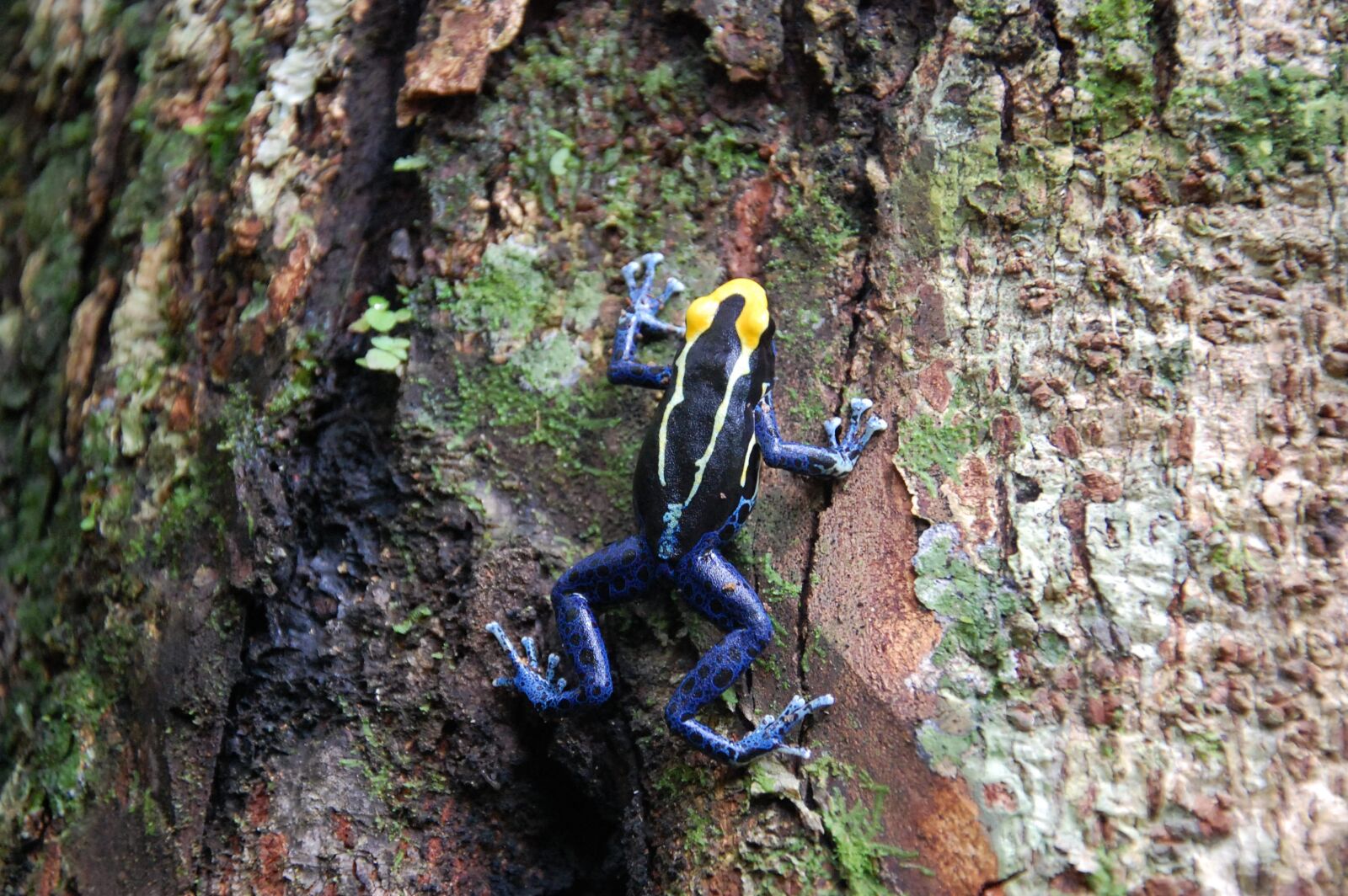 Nikon D40 sample photo. Frog, amazon, rainforest photography