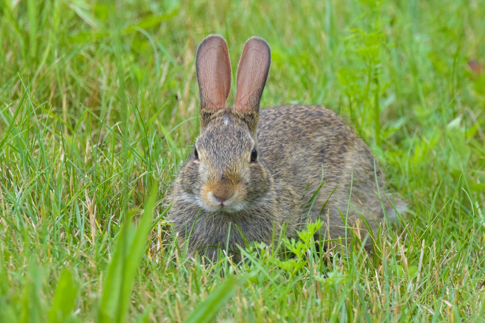 Nikon D3400 sample photo. Nature, rabbit, meadow photography