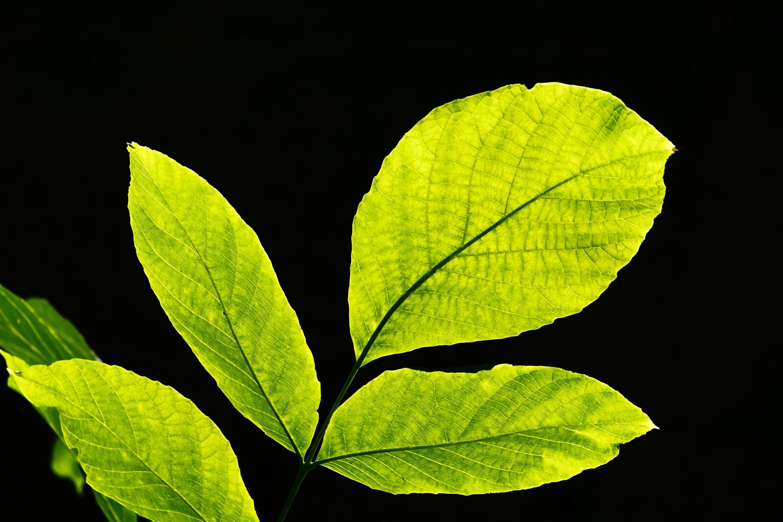 Fujifilm XF 55-200mm F3.5-4.8 R LM OIS sample photo. Leaves, backlighting, nature photography