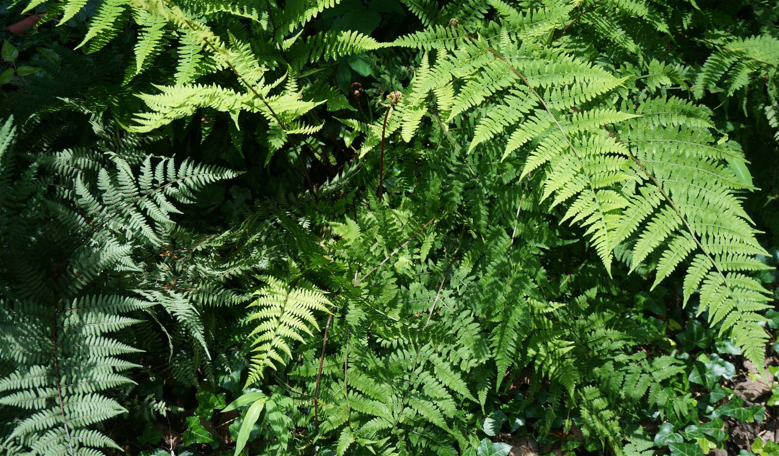 Sony Alpha NEX-5T sample photo. Ferns, garden, spring photography