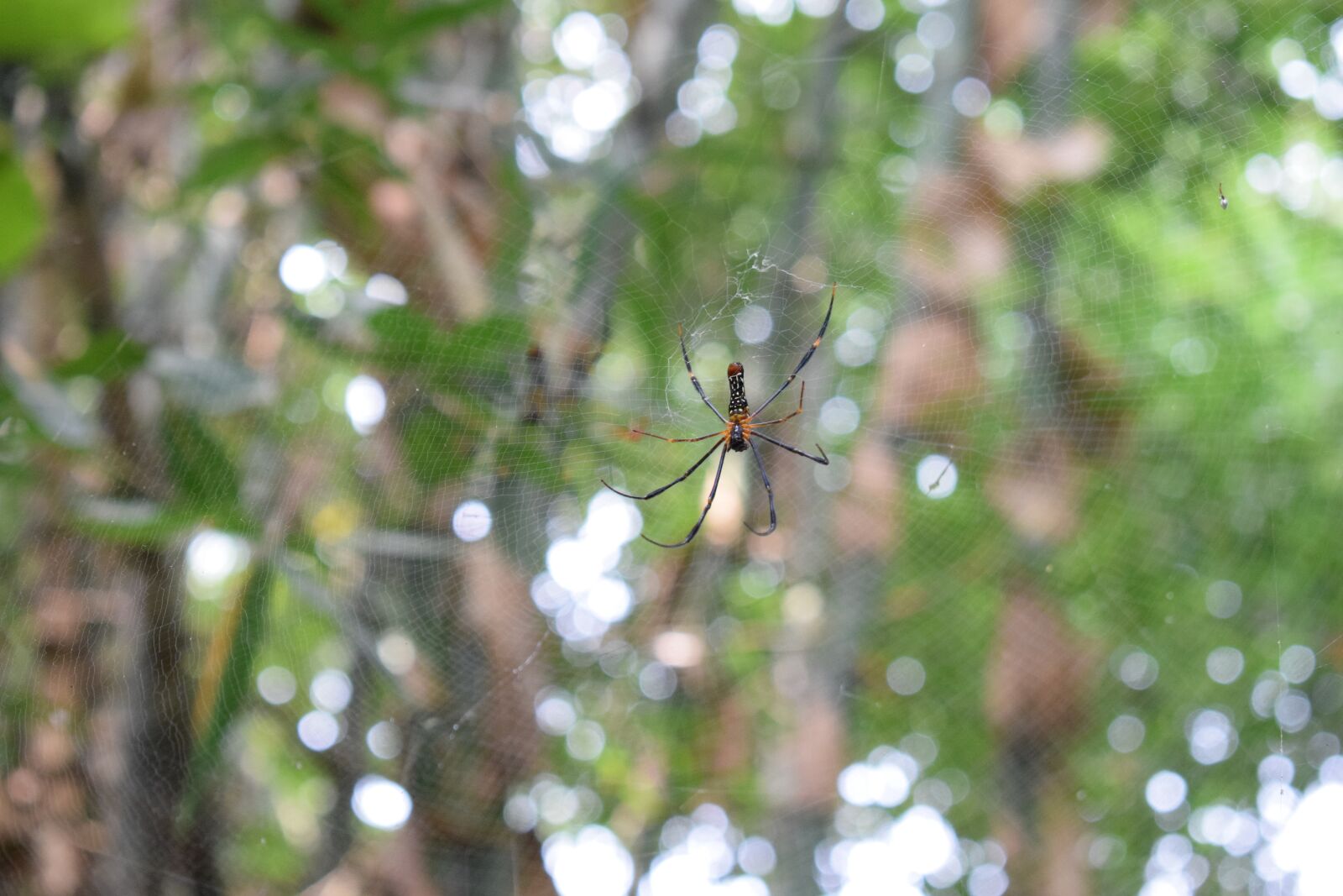 Nikon D5300 sample photo. Spider, wave, insect photography
