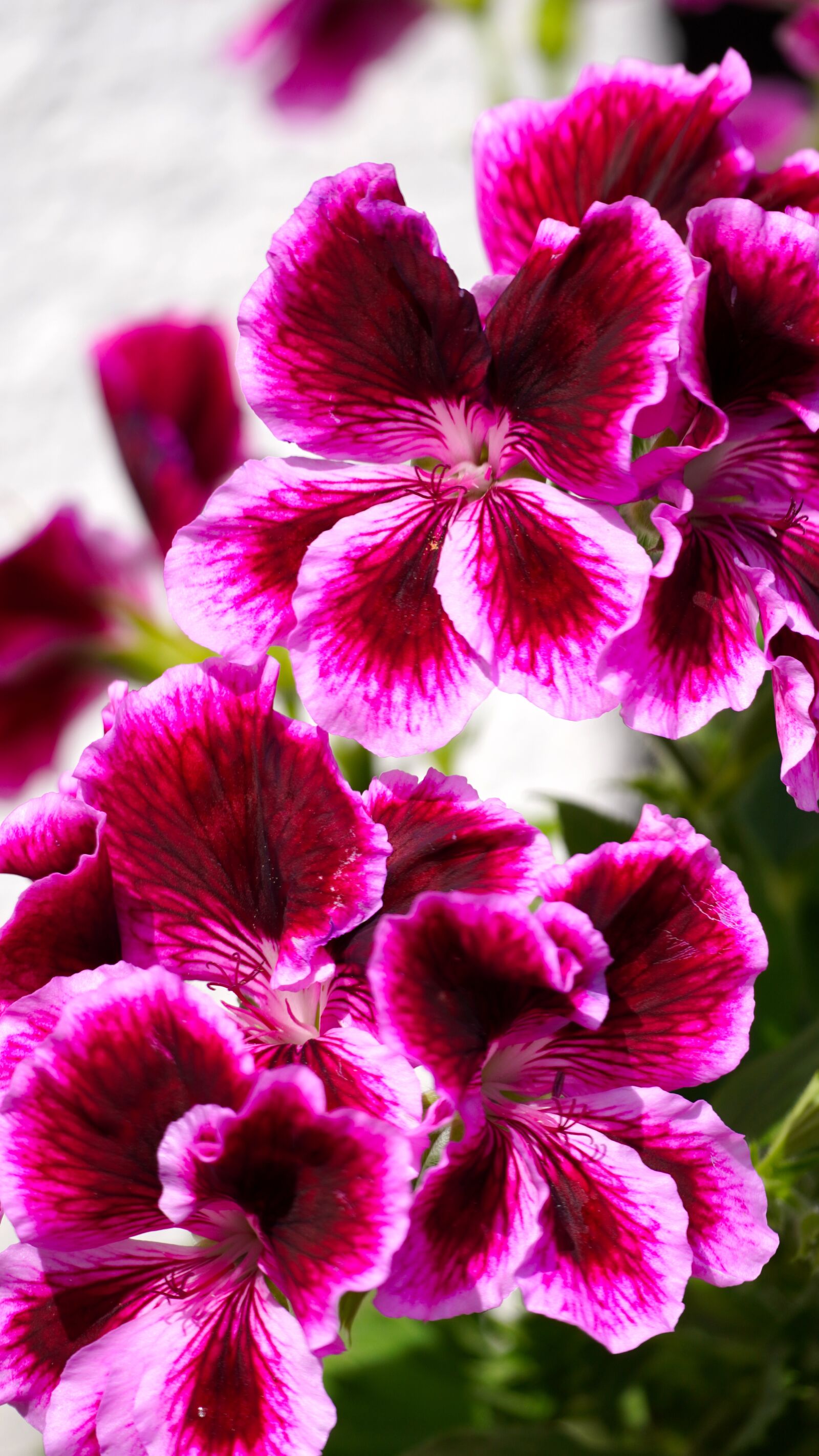 Sony E 70-350mm F4.5-6.3 G OSS sample photo. Geranium, flower, blossom photography
