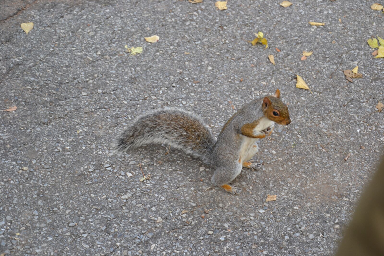 Nikon D3100 sample photo. Squirrel, united states, standing photography