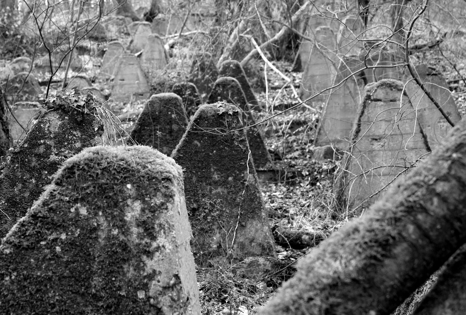 Canon EOS 550D (EOS Rebel T2i / EOS Kiss X4) sample photo. Nature, ivy, moss photography
