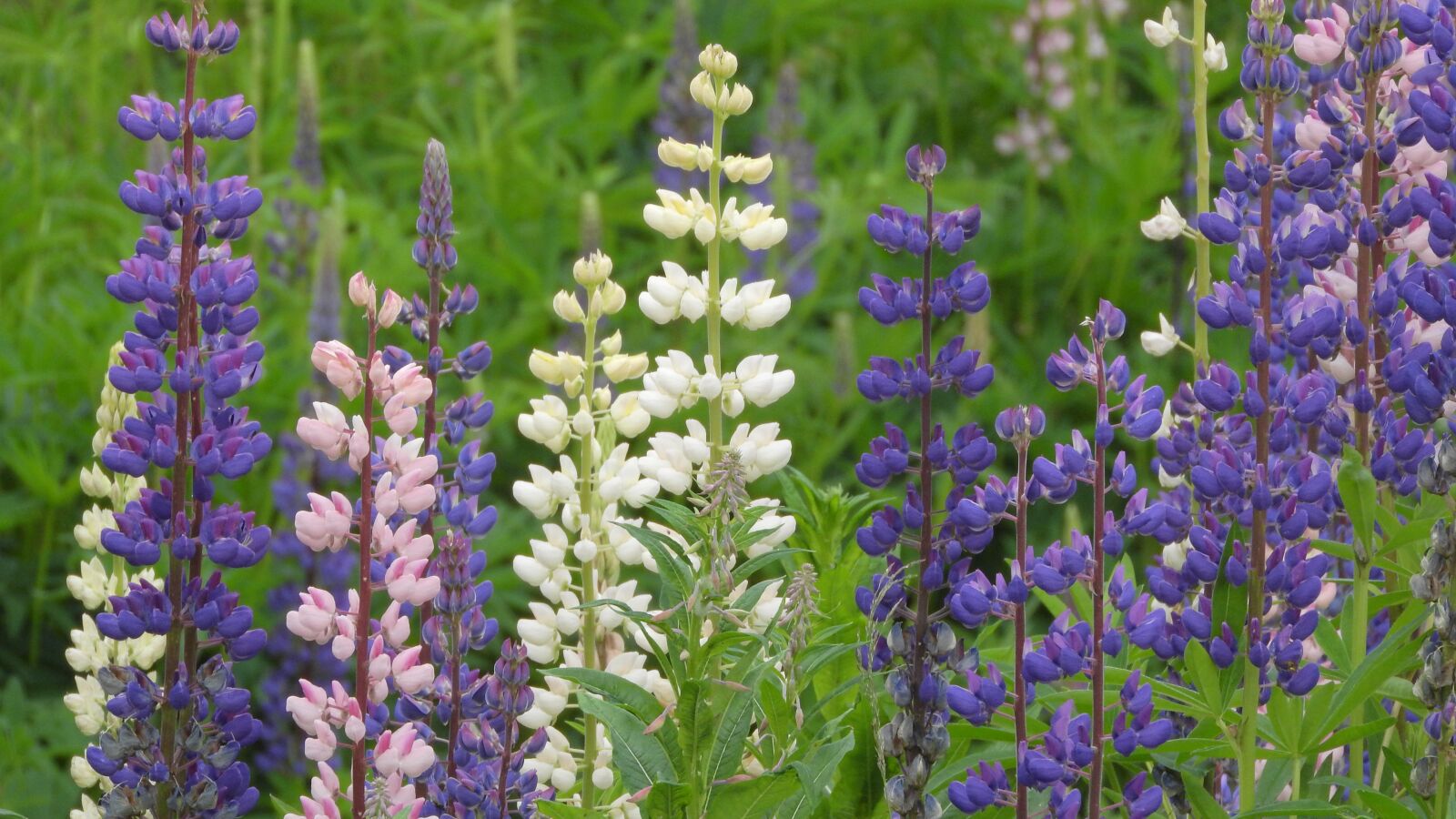 Nikon Coolpix P610 sample photo. Lupine, lupines, lupinus photography