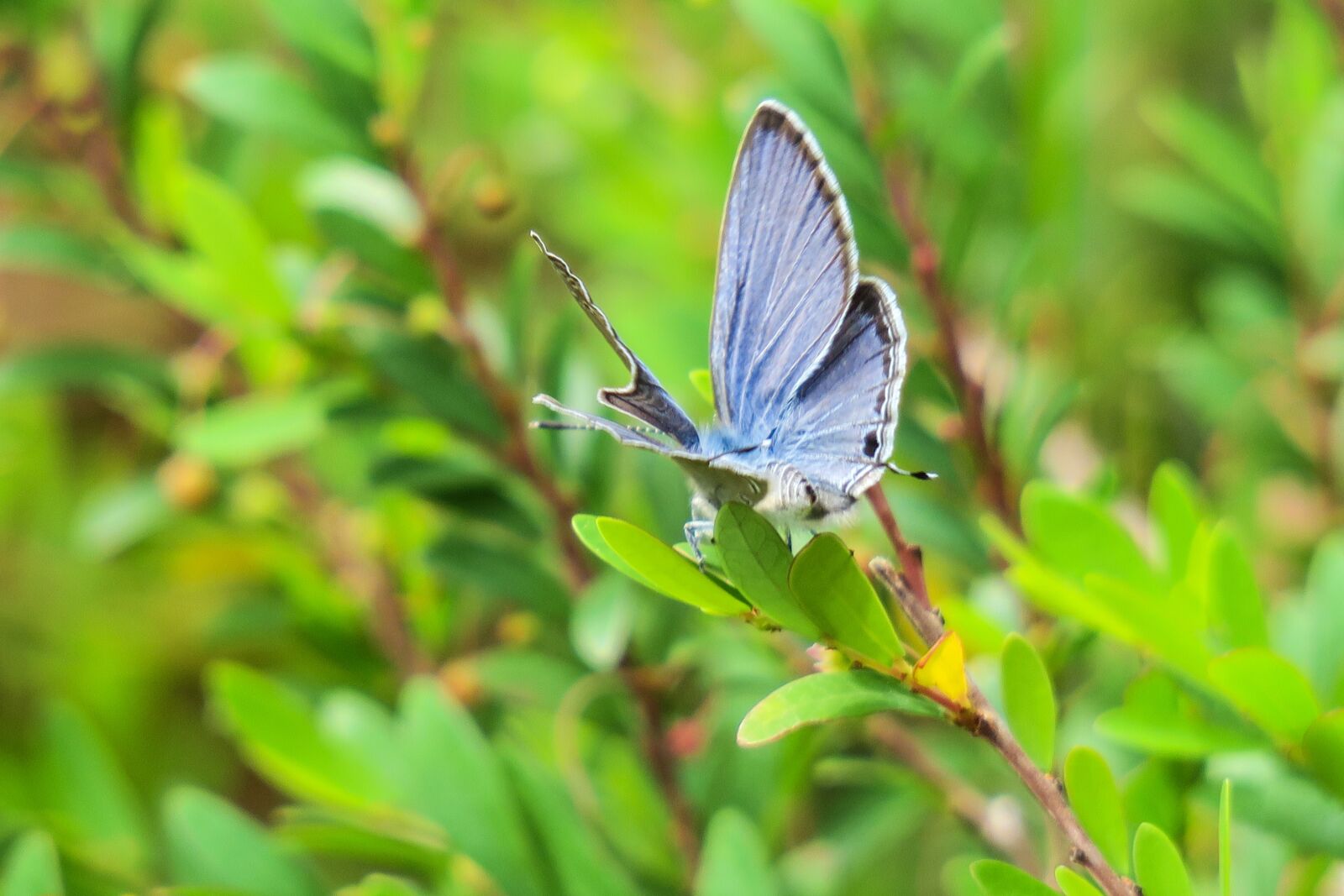 Canon PowerShot G3 X sample photo. Butterfly, nature, insect photography