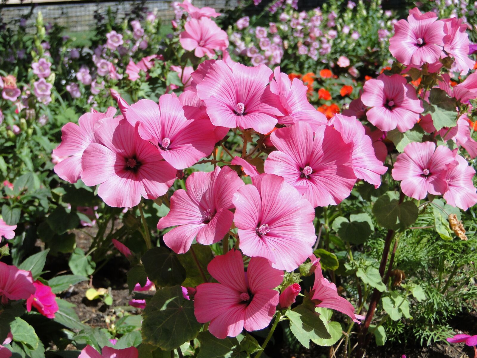 Sony Cyber-shot DSC-HX1 sample photo. Garden show, flowers, beautiful photography