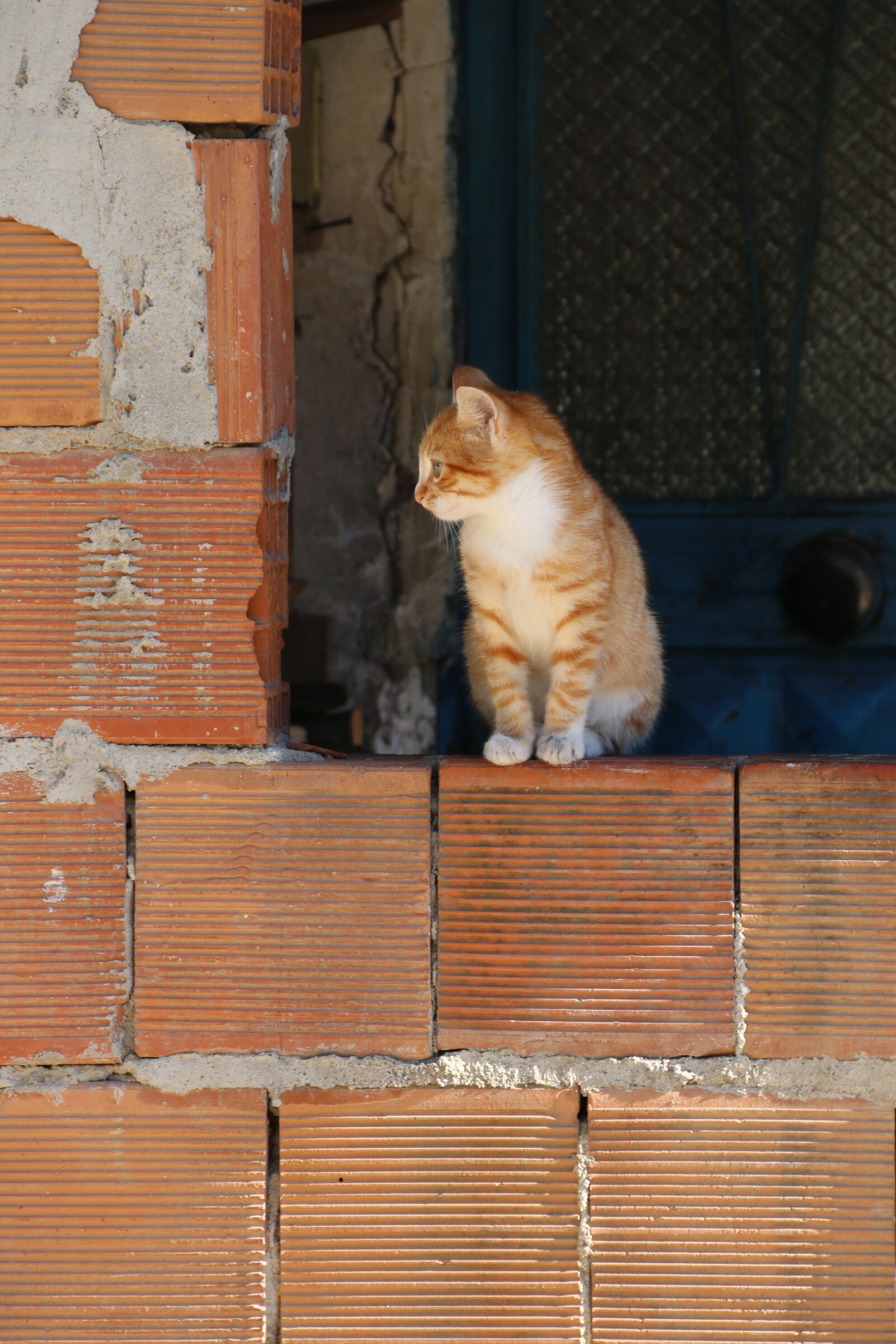 Canon EF-S 18-135mm F3.5-5.6 IS sample photo. Cat, animal, animal portrait photography