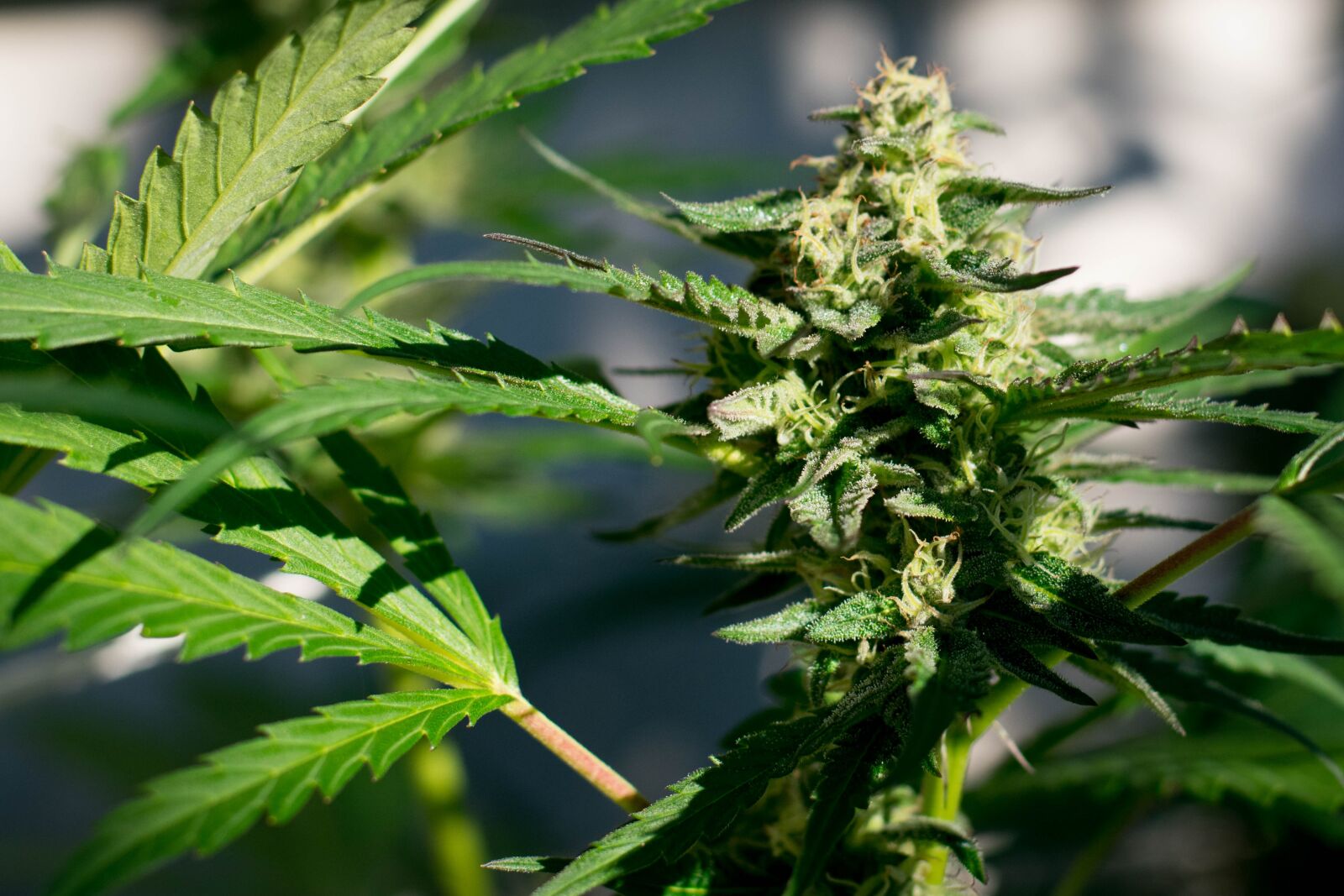 Nikon D3400 sample photo. Marijuana, plant, cannabis photography