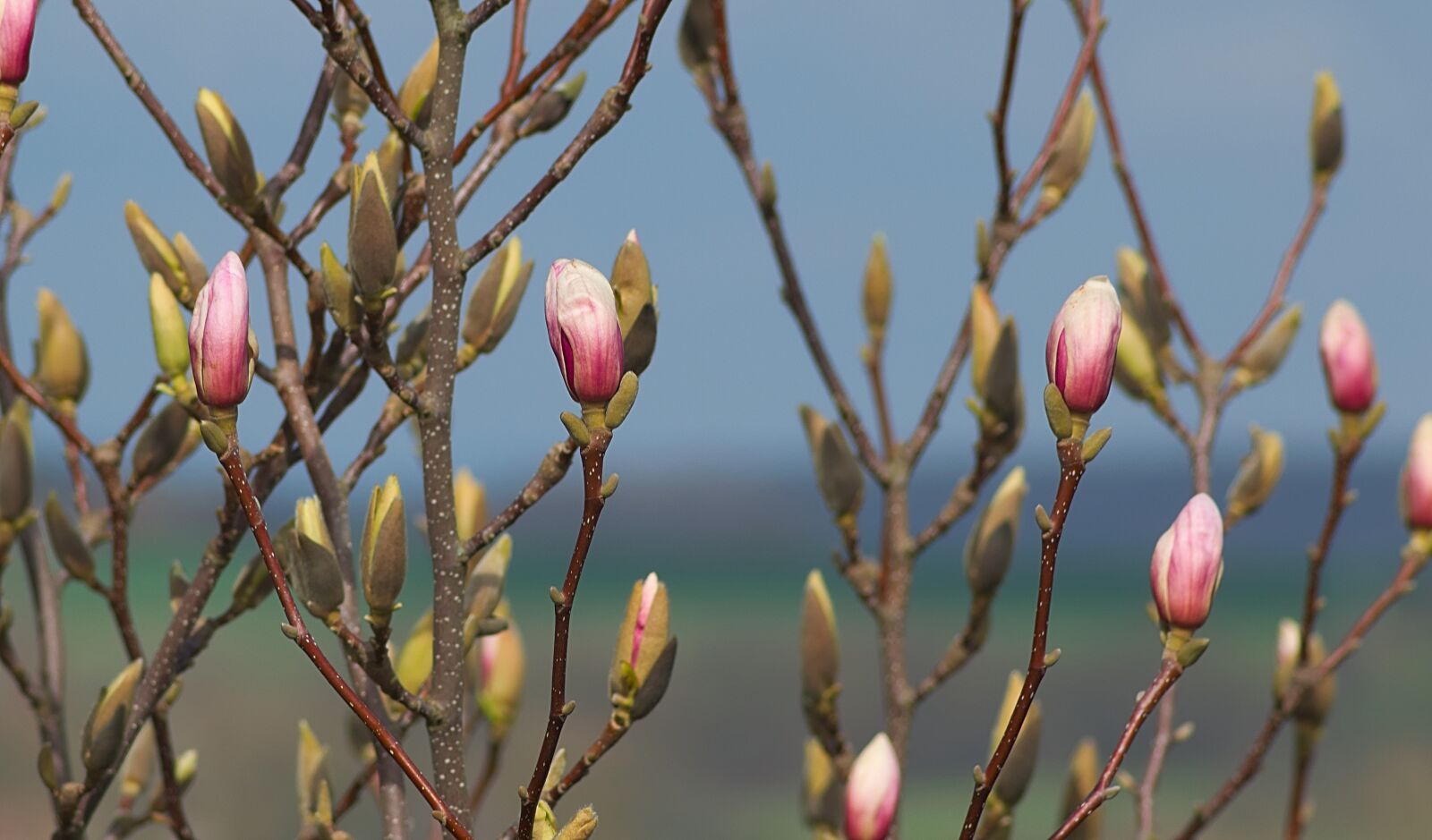 Nikon D3300 sample photo. Magnolia, bud, pink photography