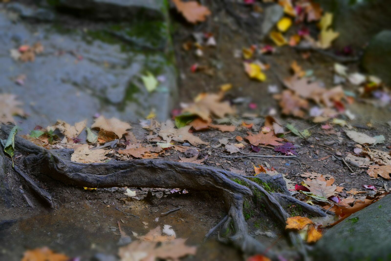Nikon D5300 sample photo. Smokey mountains, hiking, fall photography