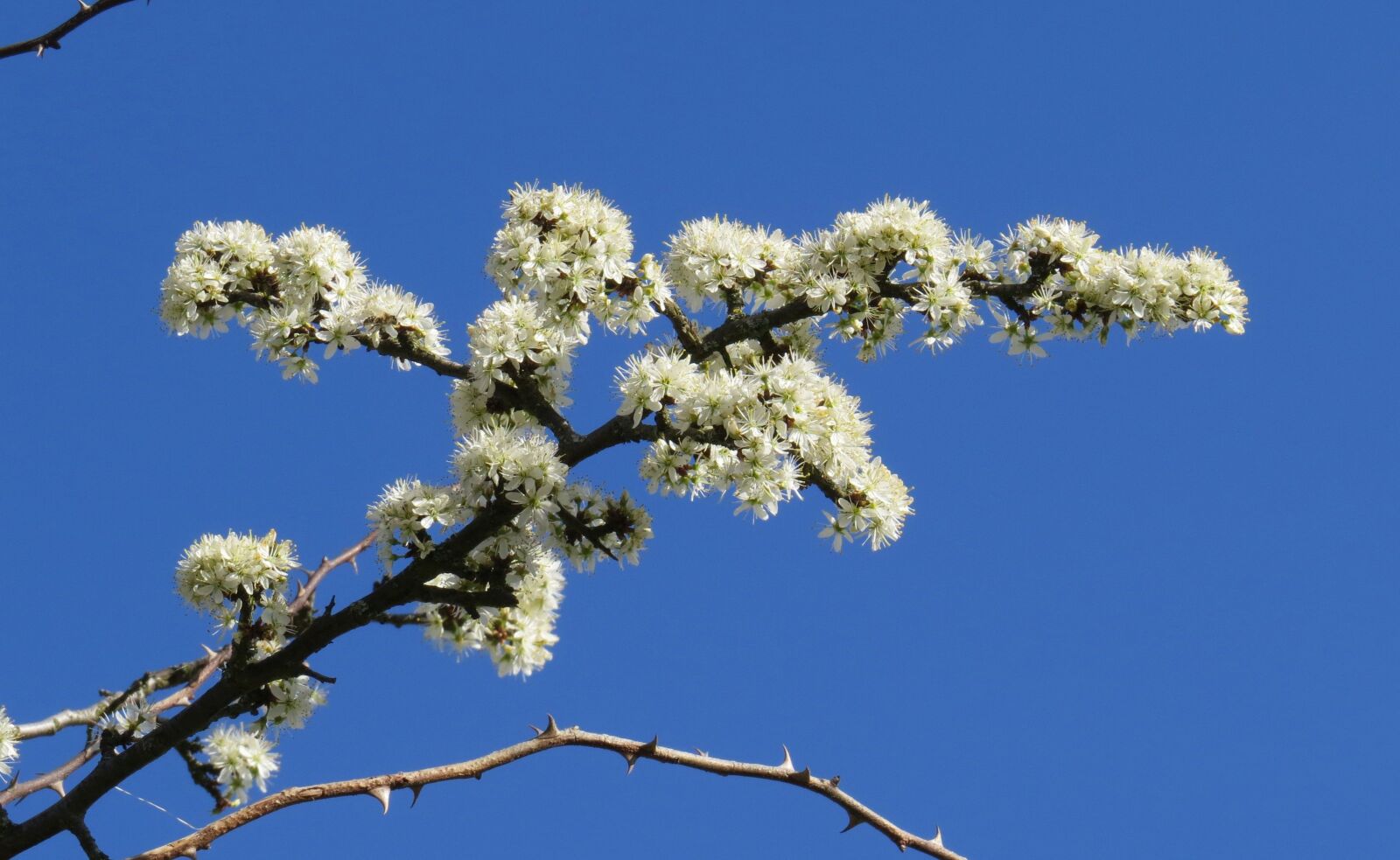 Canon PowerShot SX50 HS sample photo. Blossom, bloom, bud photography
