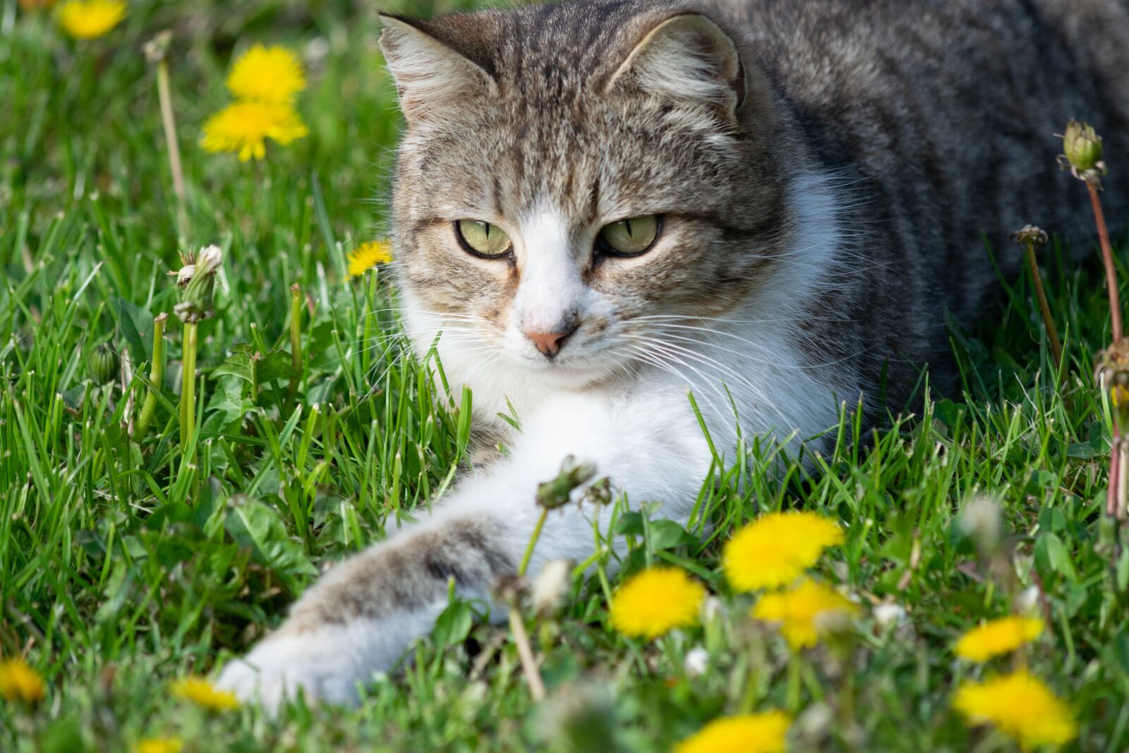 Nikon D3300 sample photo. Kitten, cat, cute photography
