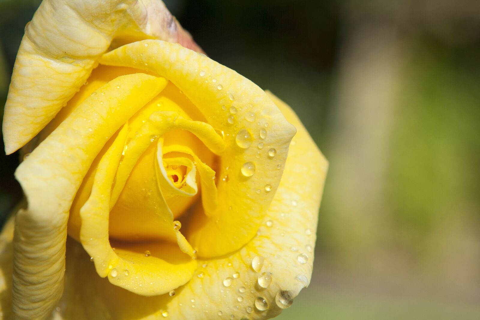 Canon EOS 5D Mark II sample photo. Flower, yellow, garden photography