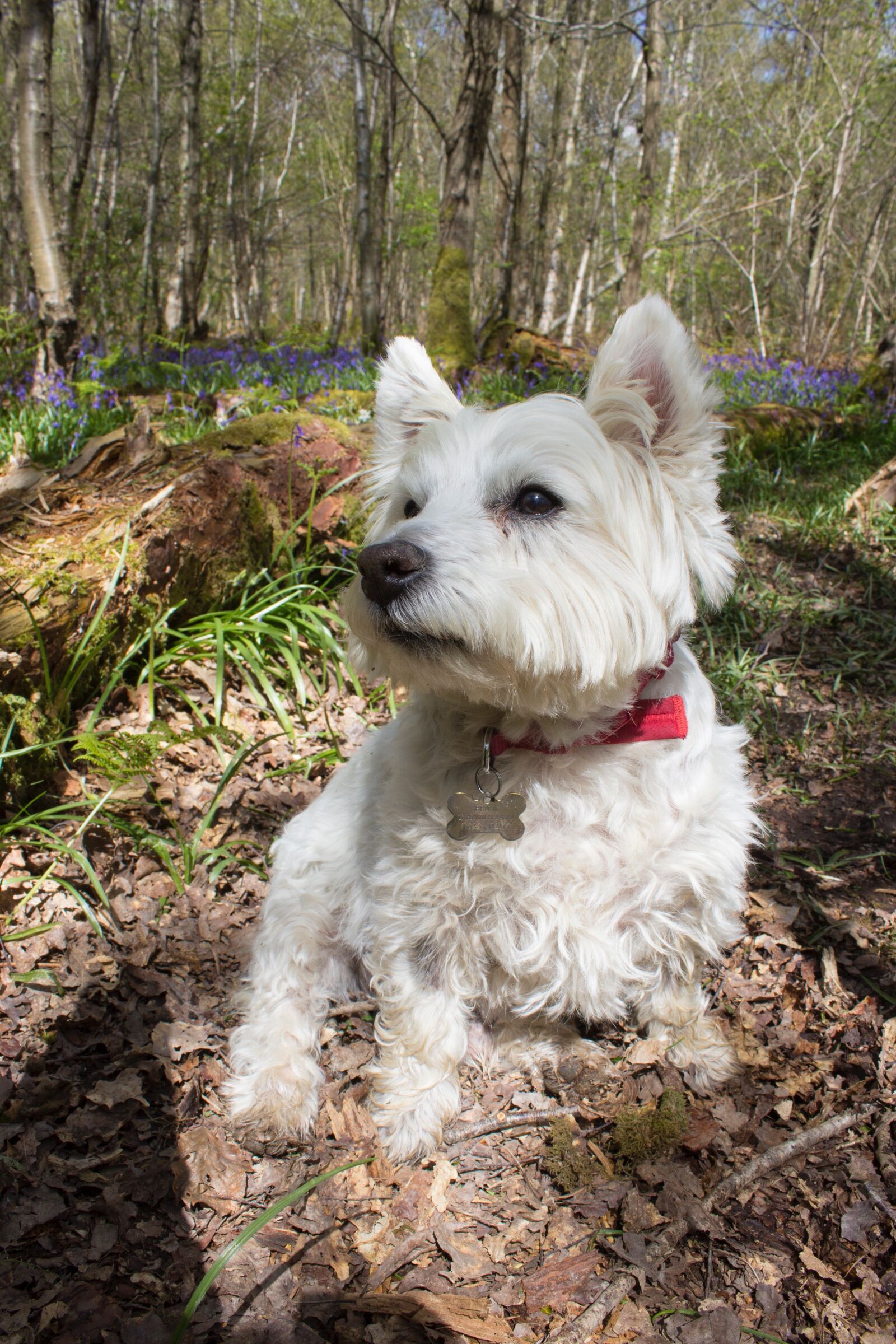 Canon EOS 600D (Rebel EOS T3i / EOS Kiss X5) sample photo. Bluebells, woods, english photography