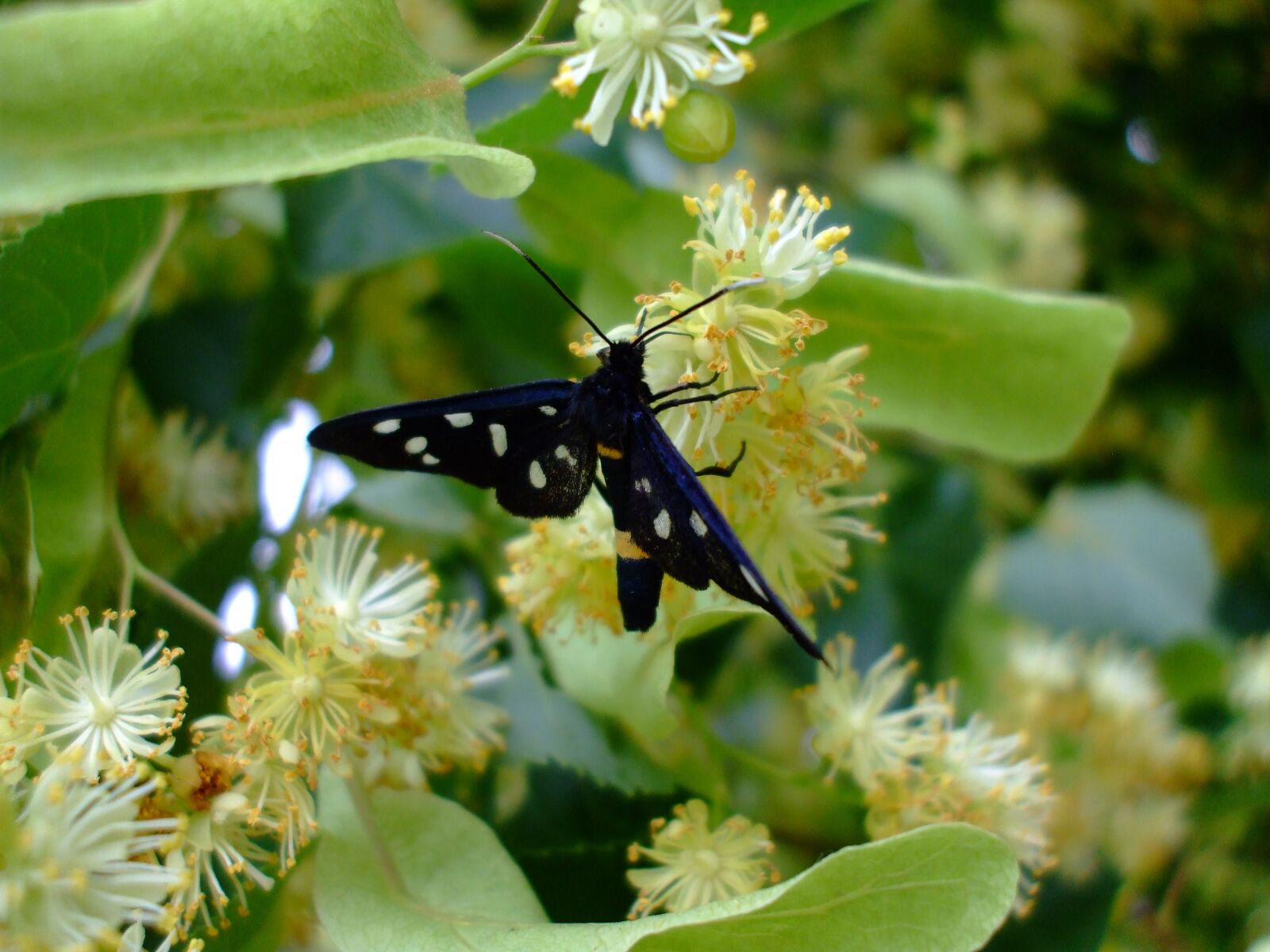 Fujifilm FinePix A800 sample photo. Butterfly, insect, lime blossom photography